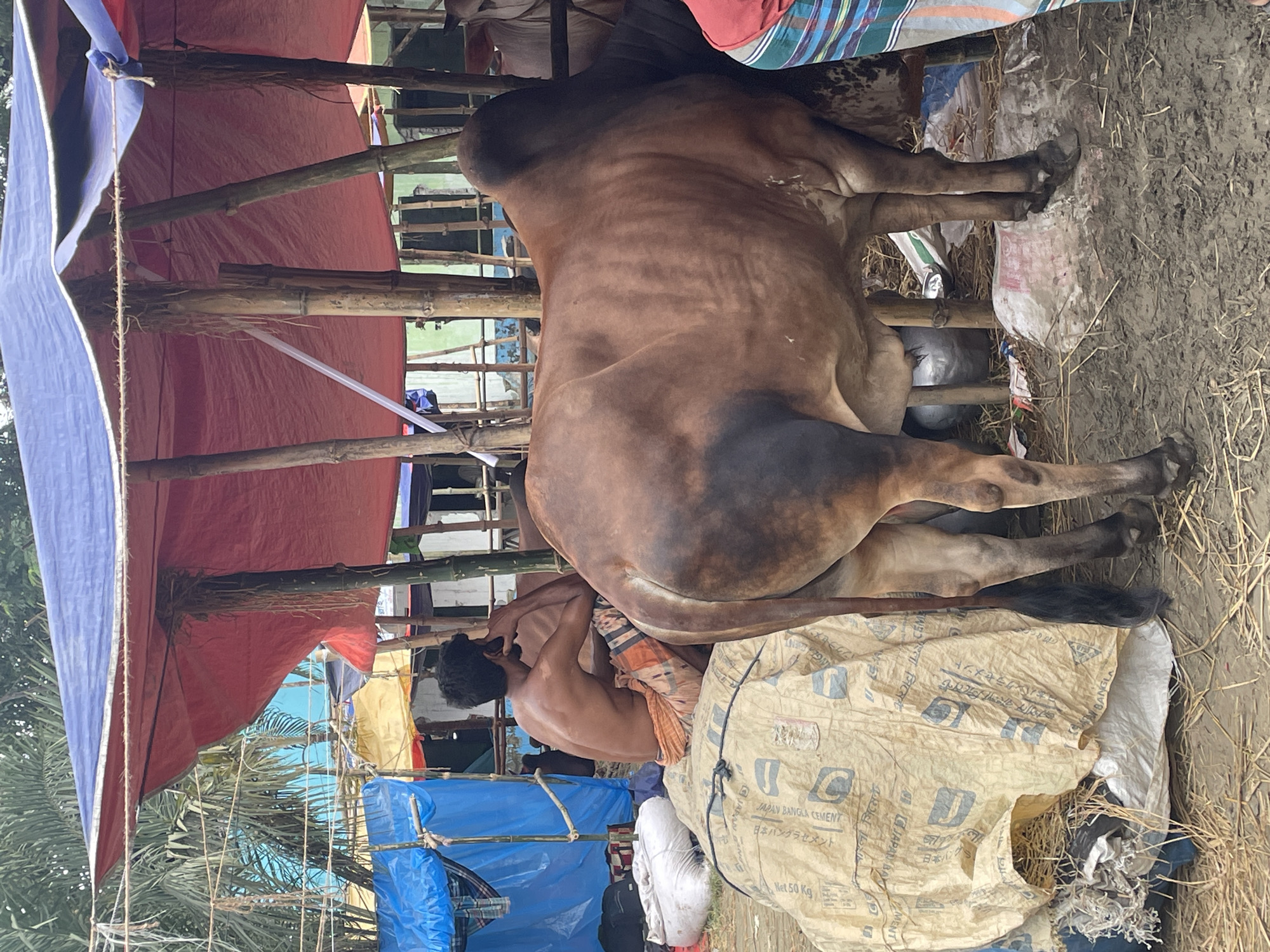 Livestock market operates in Dhaka-Nasirabad area, Bangladesh