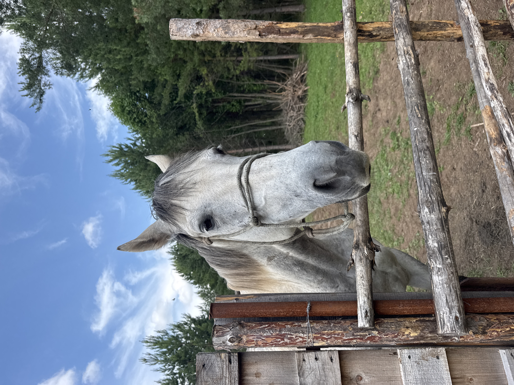 Farm animal encounters and rustic art in Гольяны
