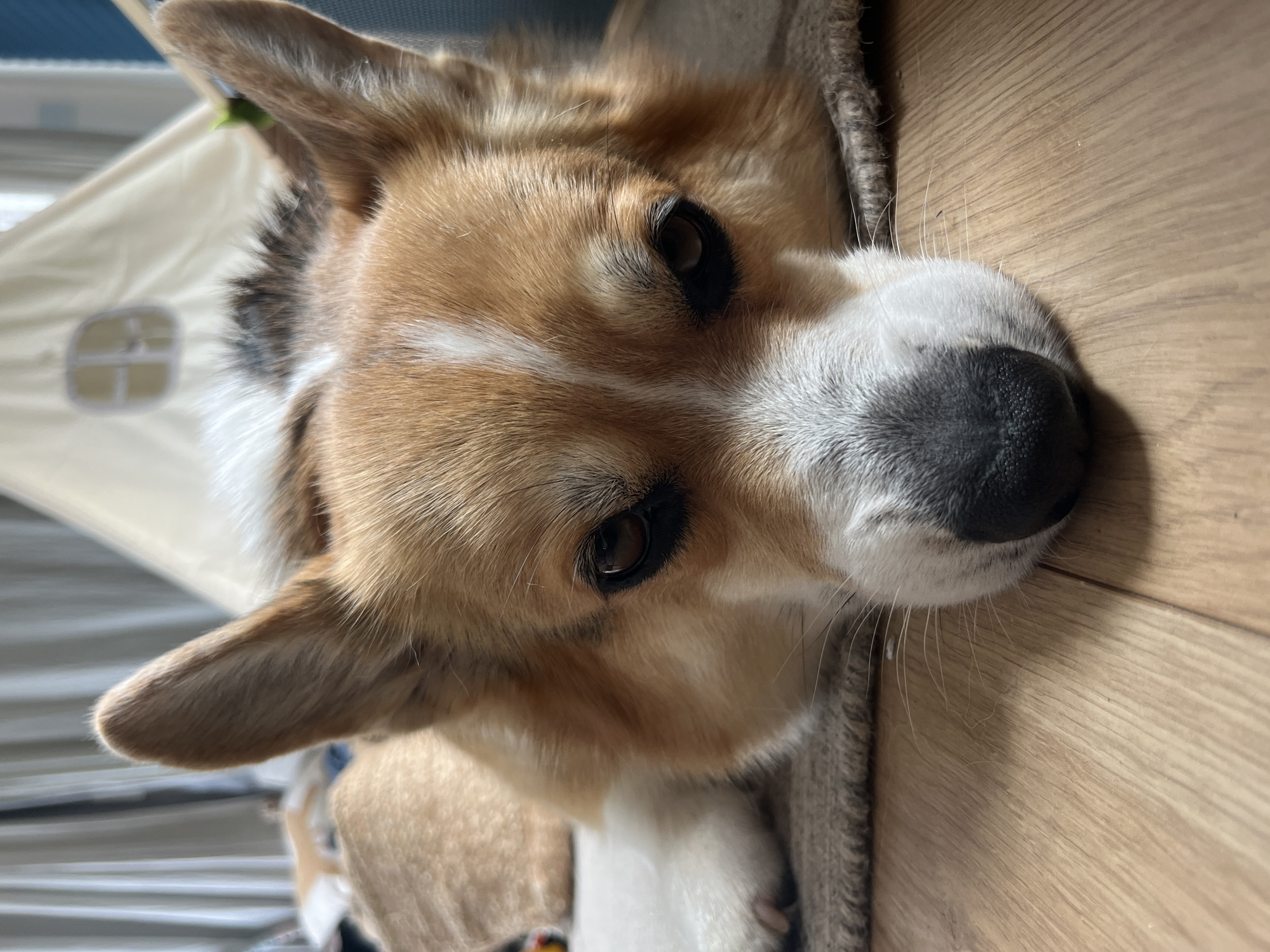 Corgi receives affection from owner in German countryside