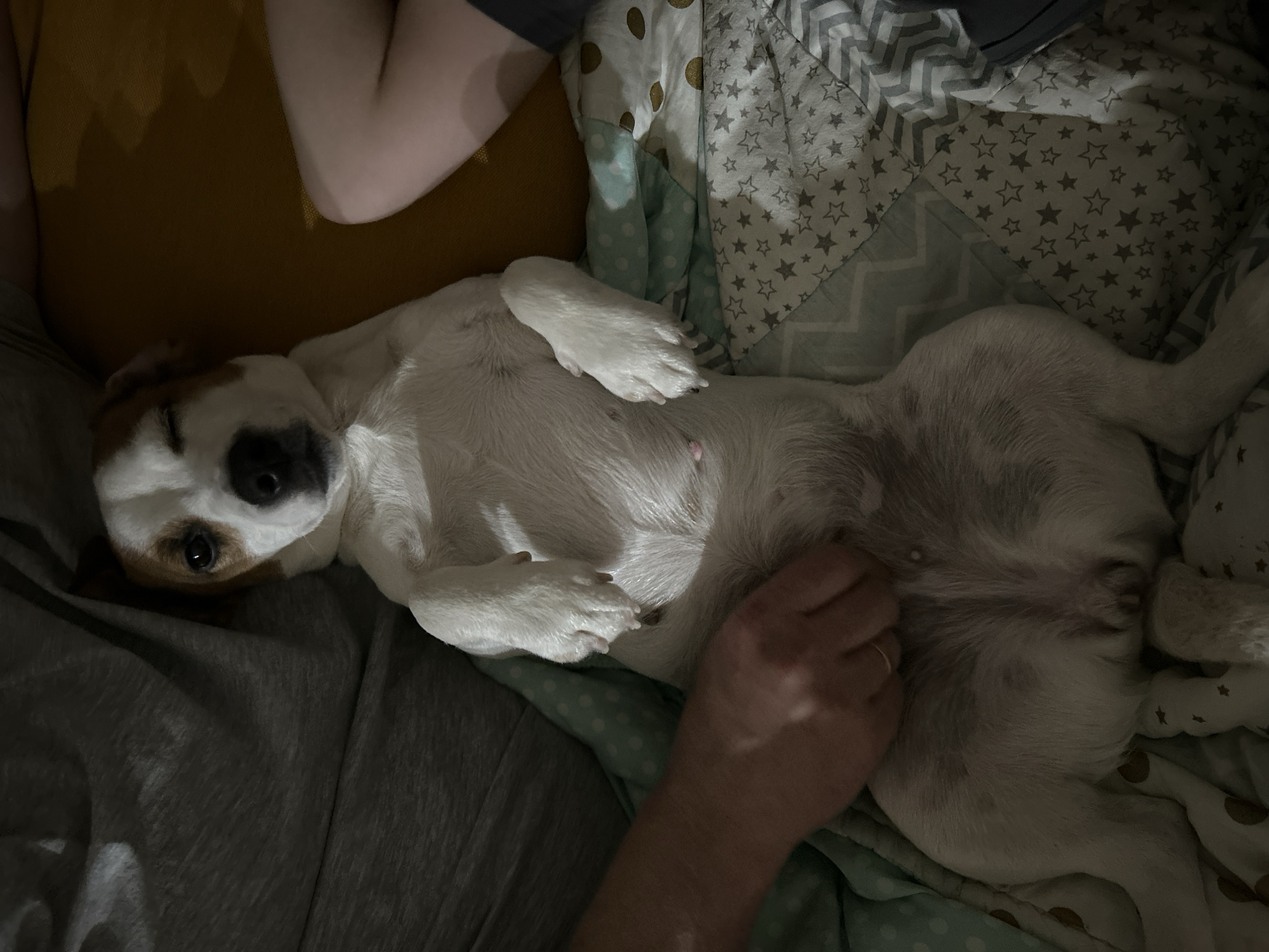 Pets photographed sleeping indoors in Chaikovsky, Russia