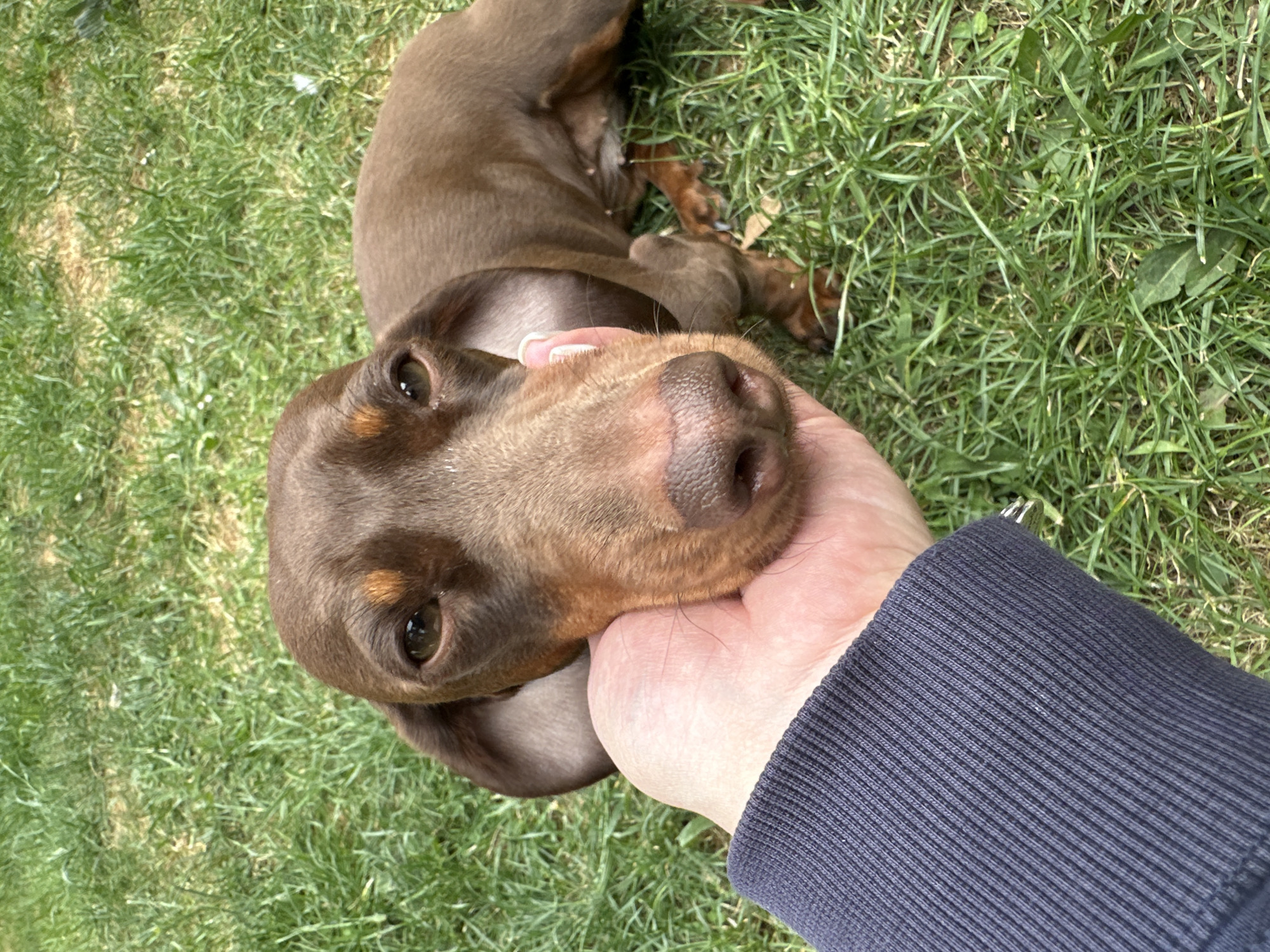Person enjoys afternoon with multiple dachshund dogs outdoors