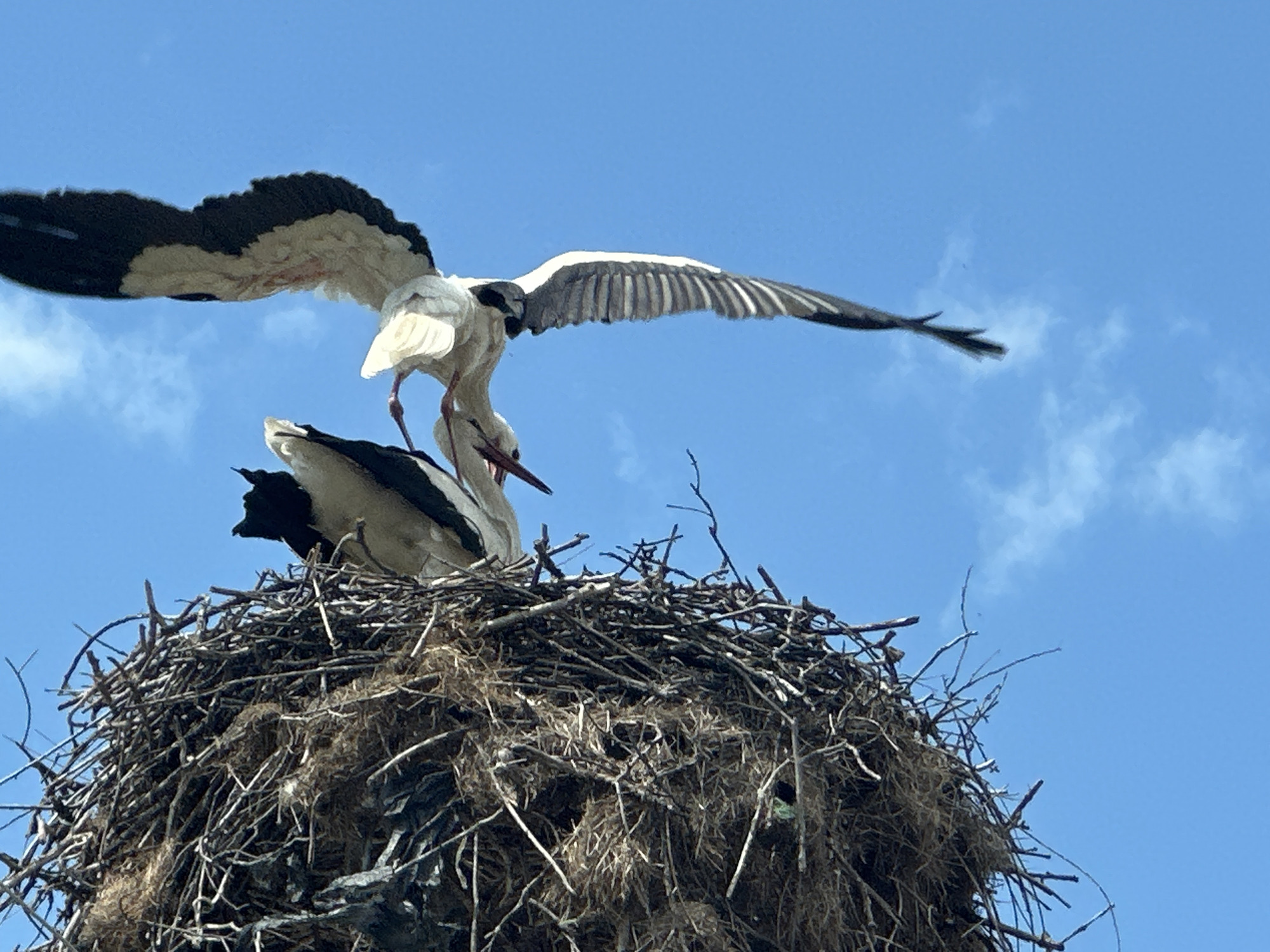 Spring wildlife flourishes in Bulgarian village with nesting storks