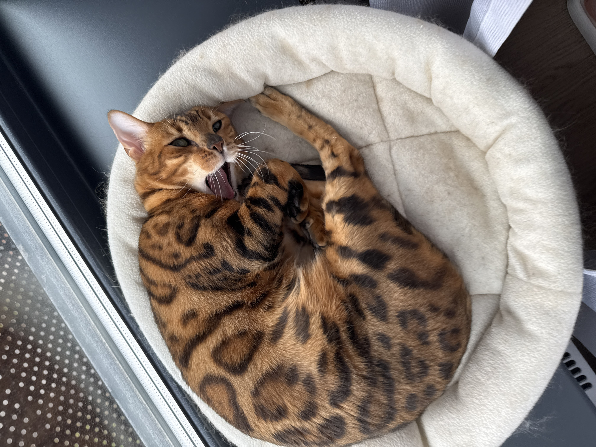 Bengal Cat and Rainy Train Window Spotted in Moscow