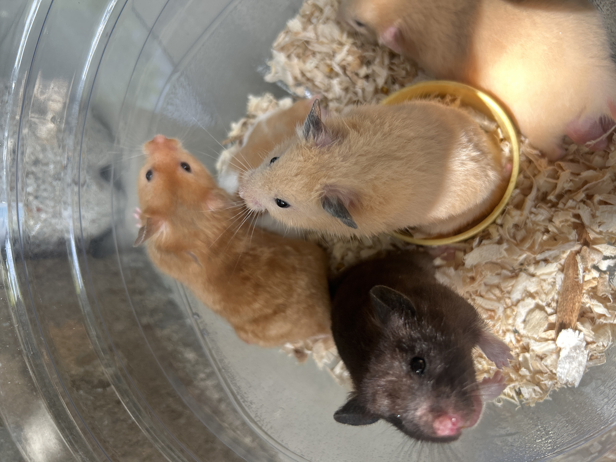 Hamsters handled and observed in Kuta Selatan early morning