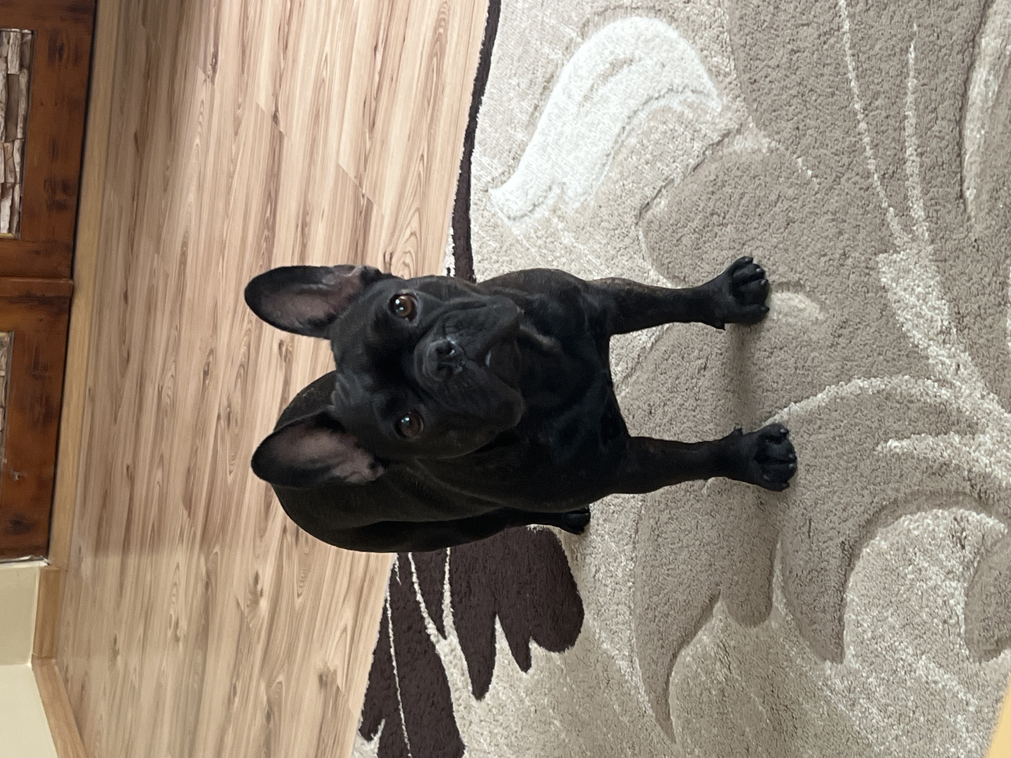 French Bulldog and Chihuahua at home in Karabunar