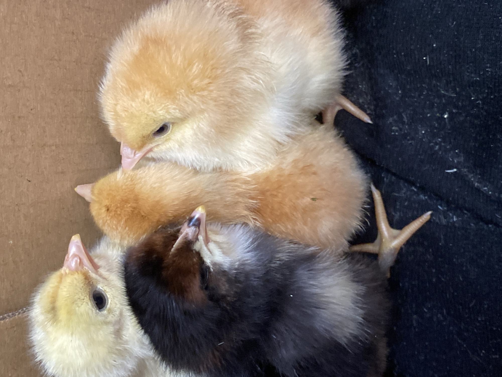 Newly hatched chicks in mixed colors, up close