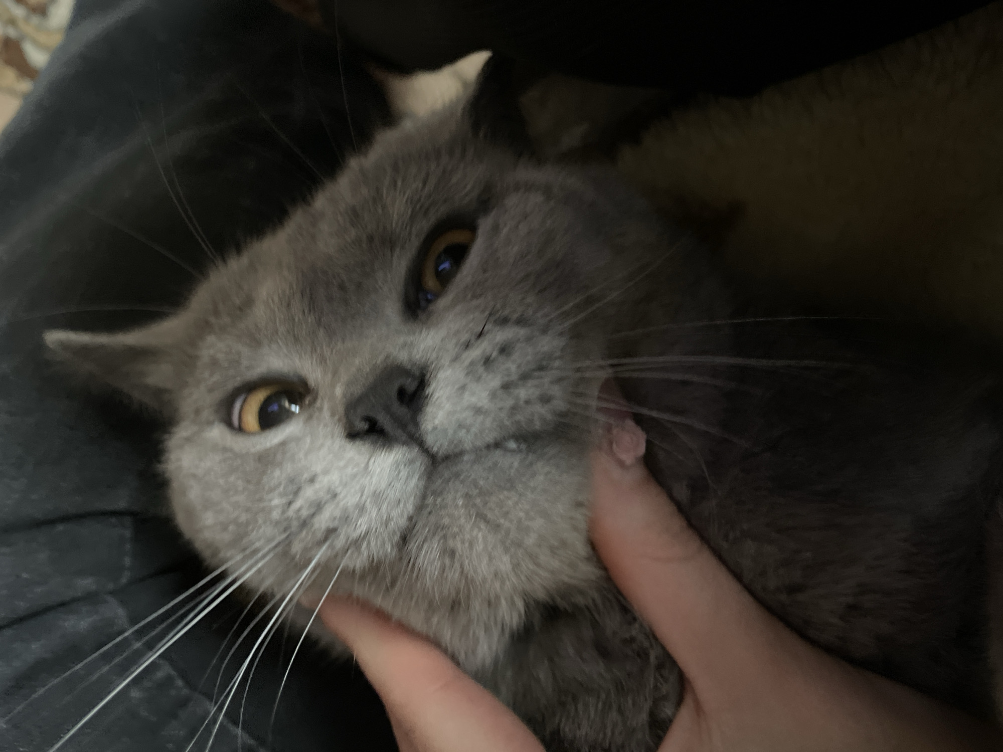 Gray cat tenderly held in hands, Фоки Russia