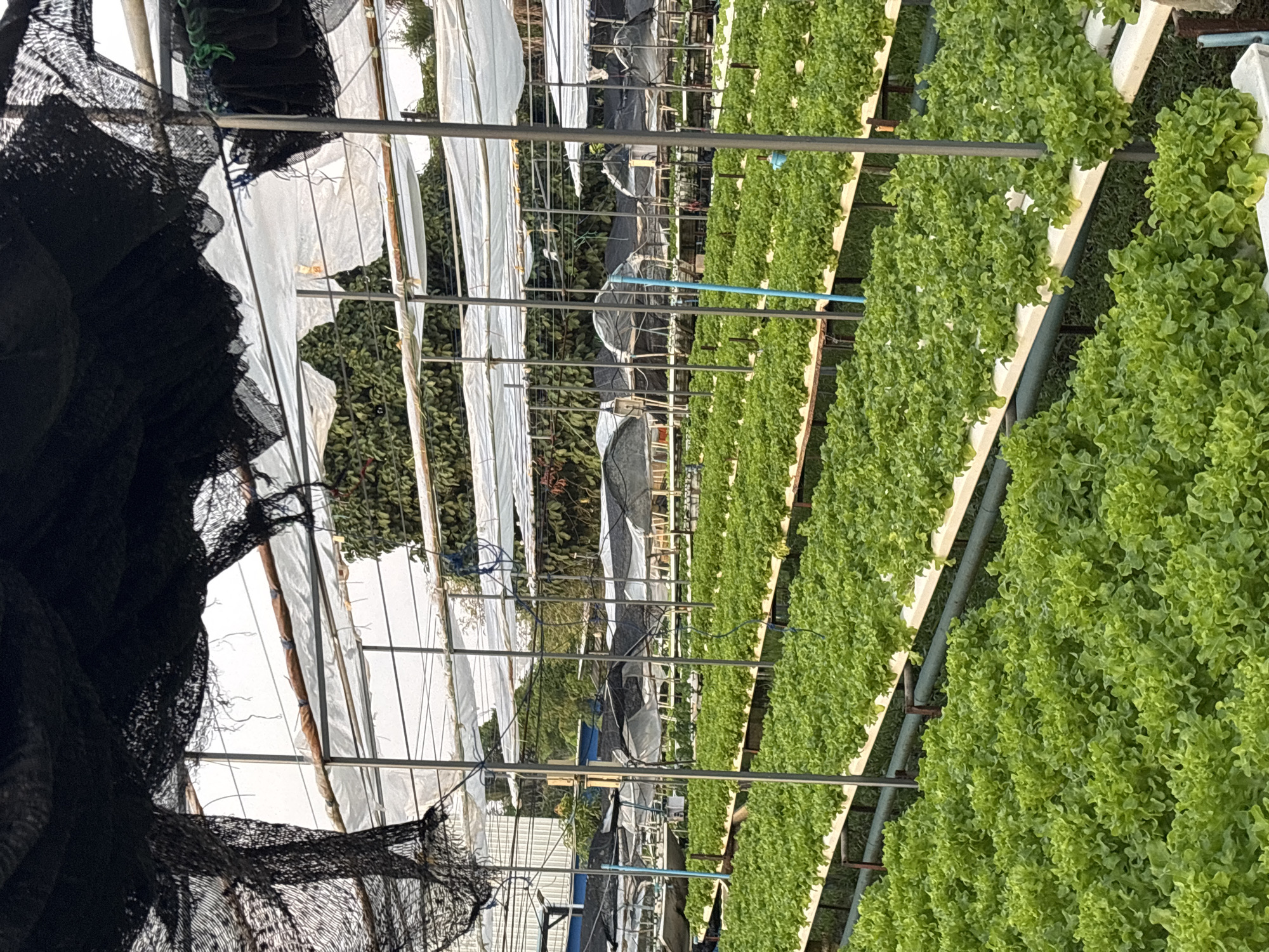 Hydroponic farms documented in Choeng Thale, Thailand