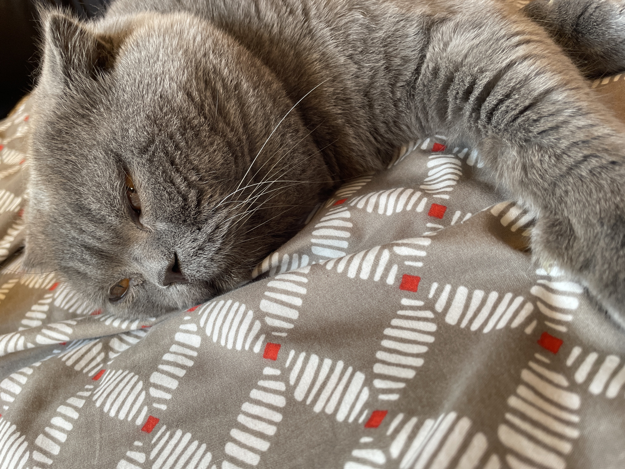 Gray Scottish Fold cat enjoys gentle petting on patterned bedspread