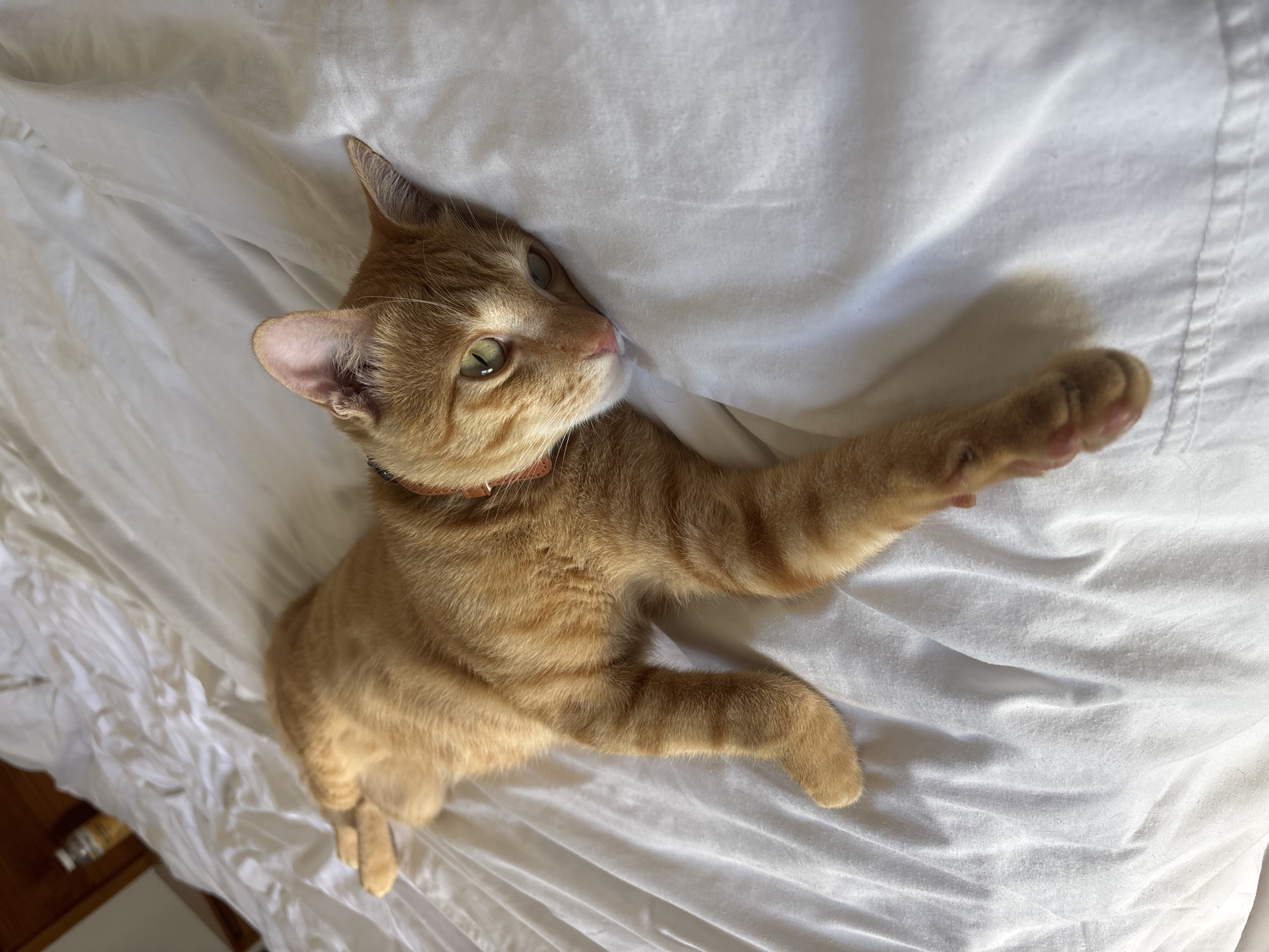 Orange tabby cat rests on white bedding in Mengwi