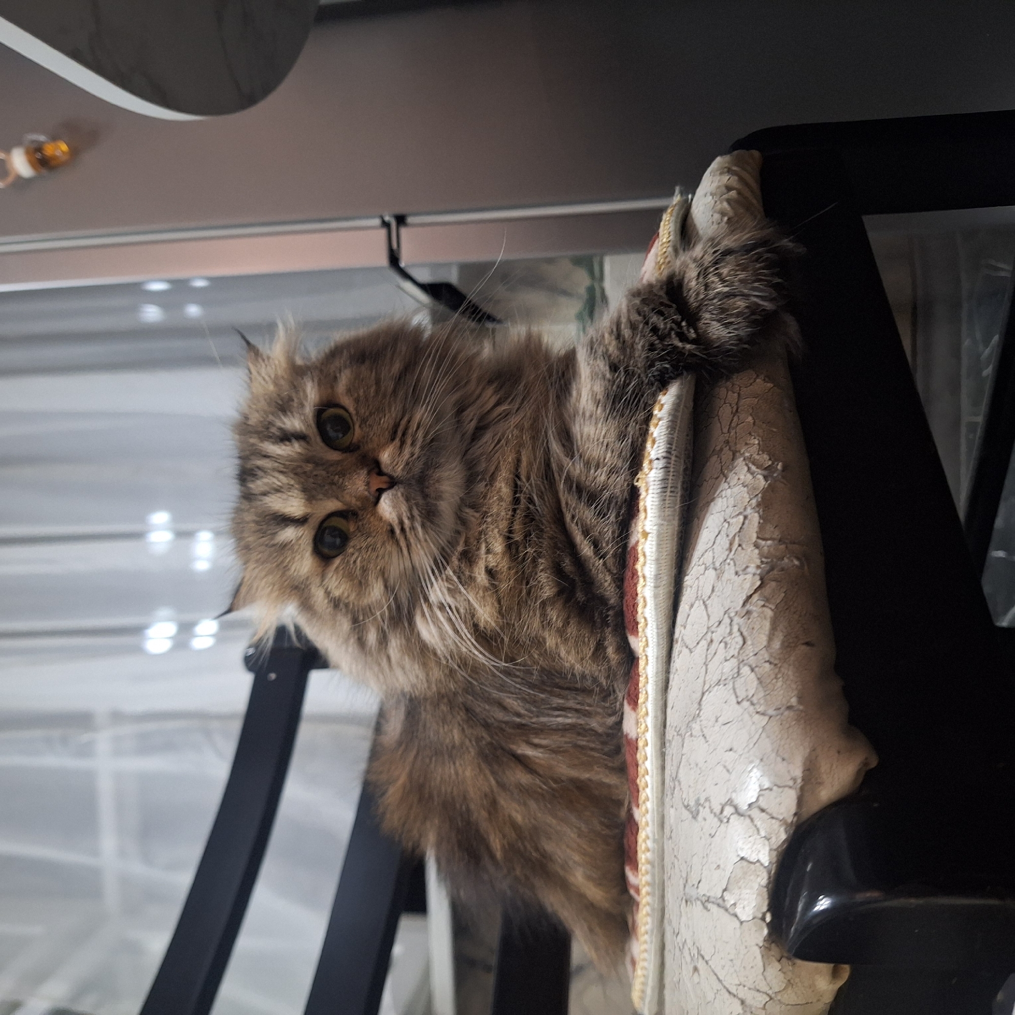 Fluffy cat spotted on worn chair in Moscow