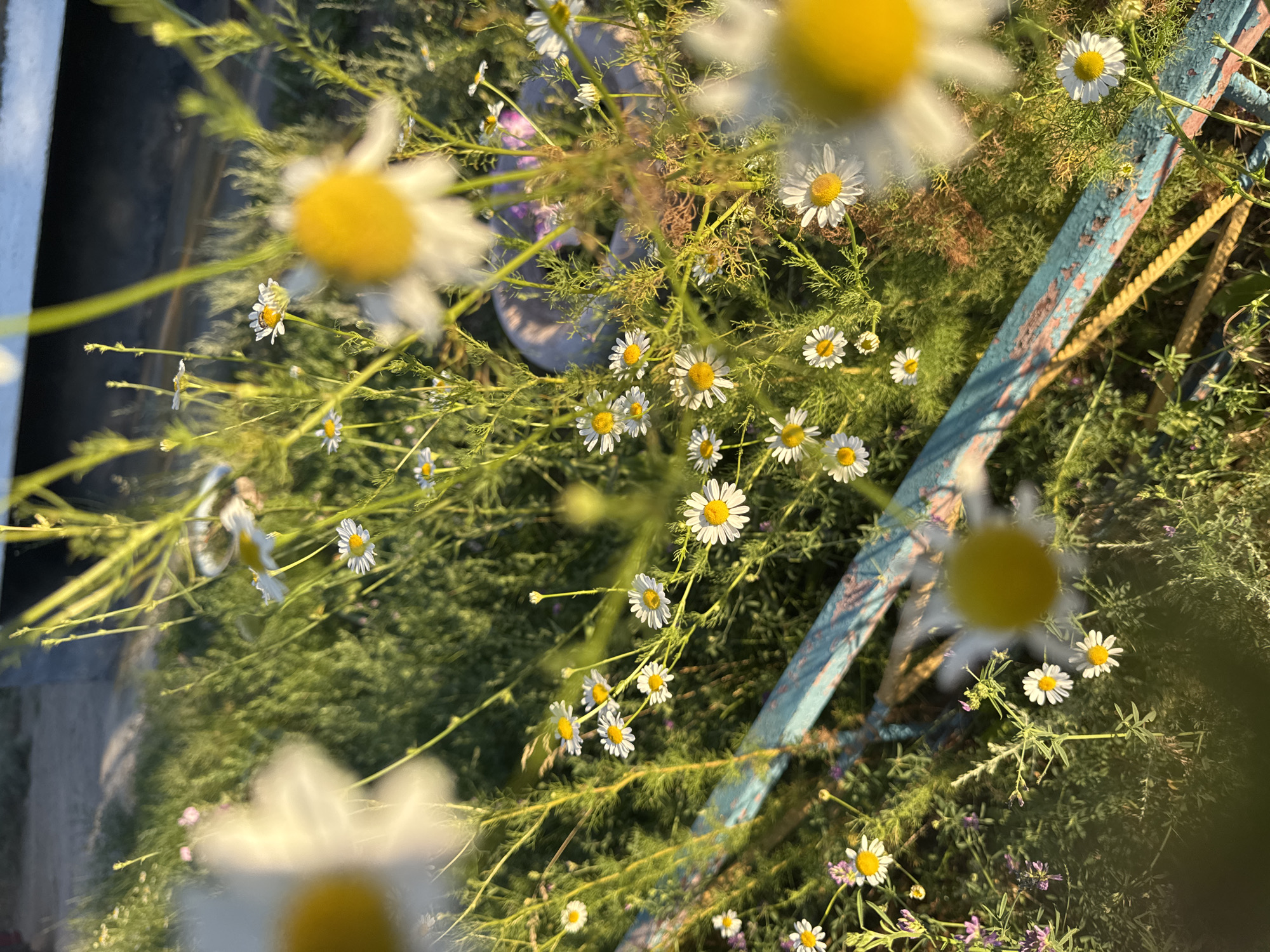 Wildflowers, street cats, and city details on a summer afternoon