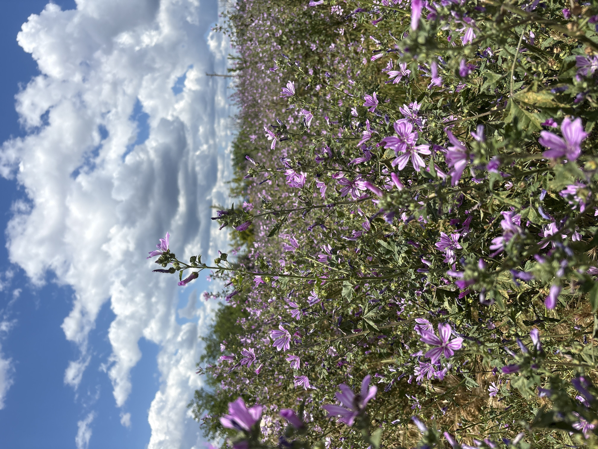 Purple wildflower field blooms in Gyulyovtsa, Bulgaria
