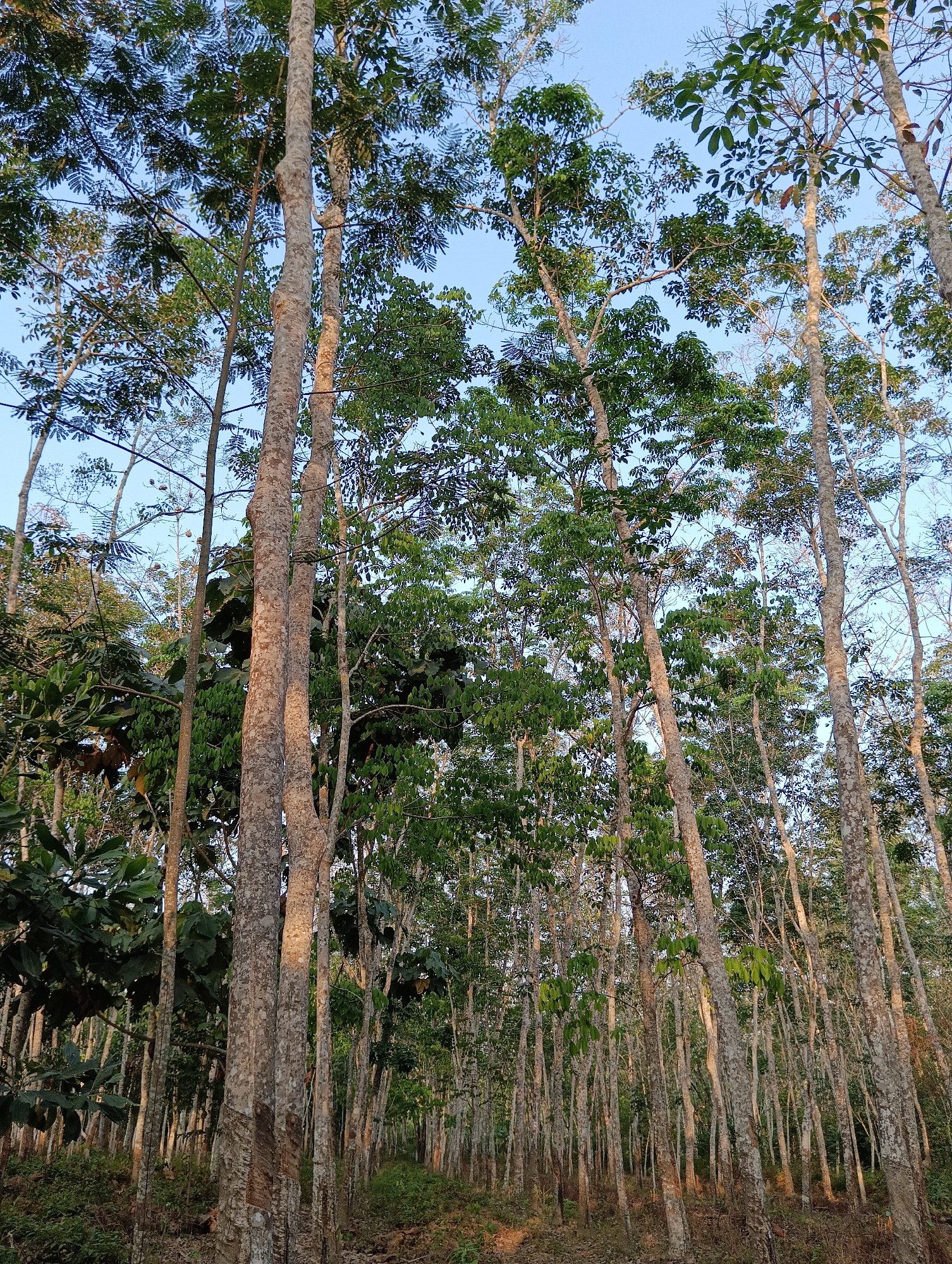 Rubber tapping and tomato harvest in a Pematang Jaya plantation