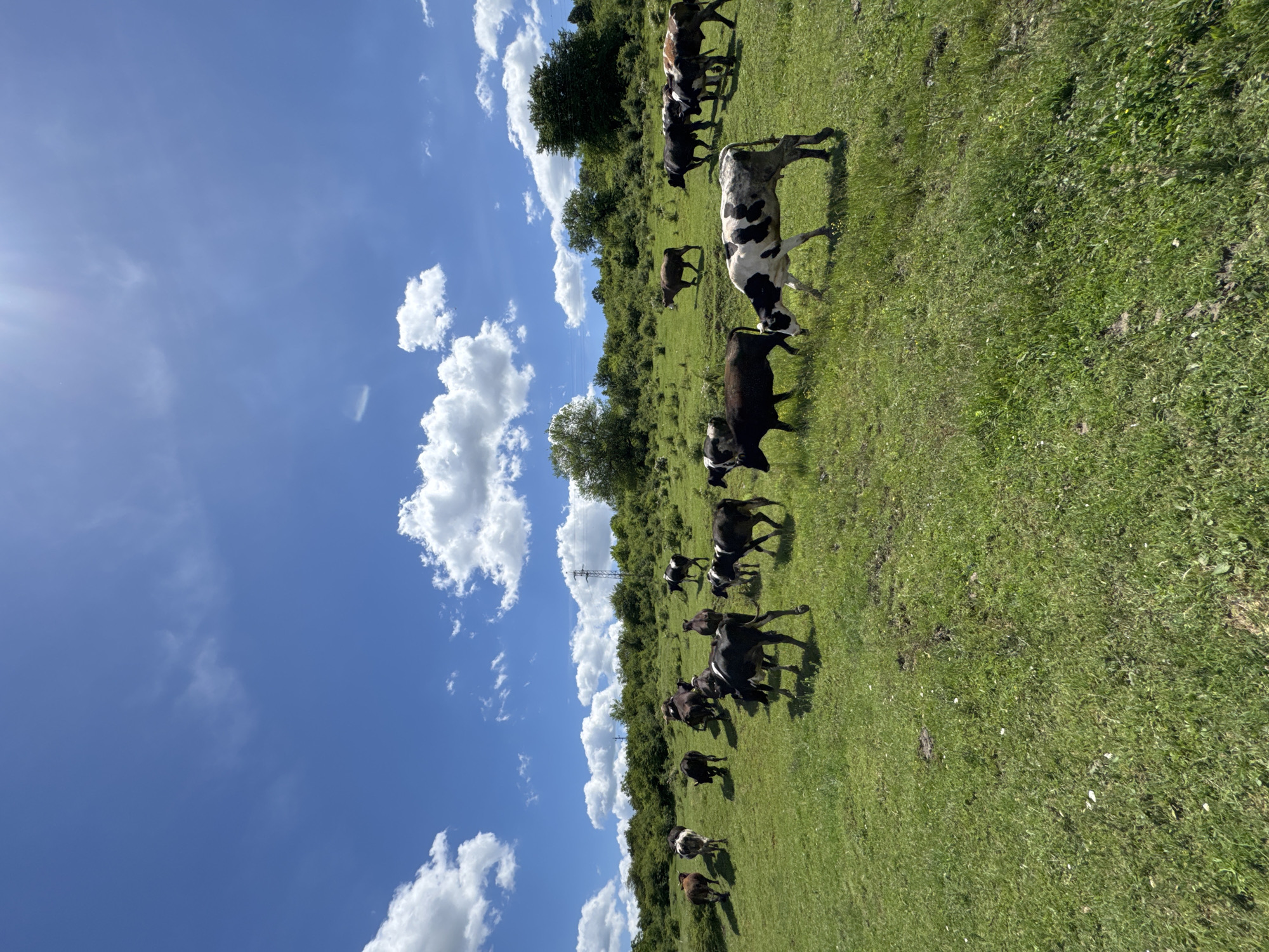 Dirt biker documents grazing cattle in Bulgarian countryside