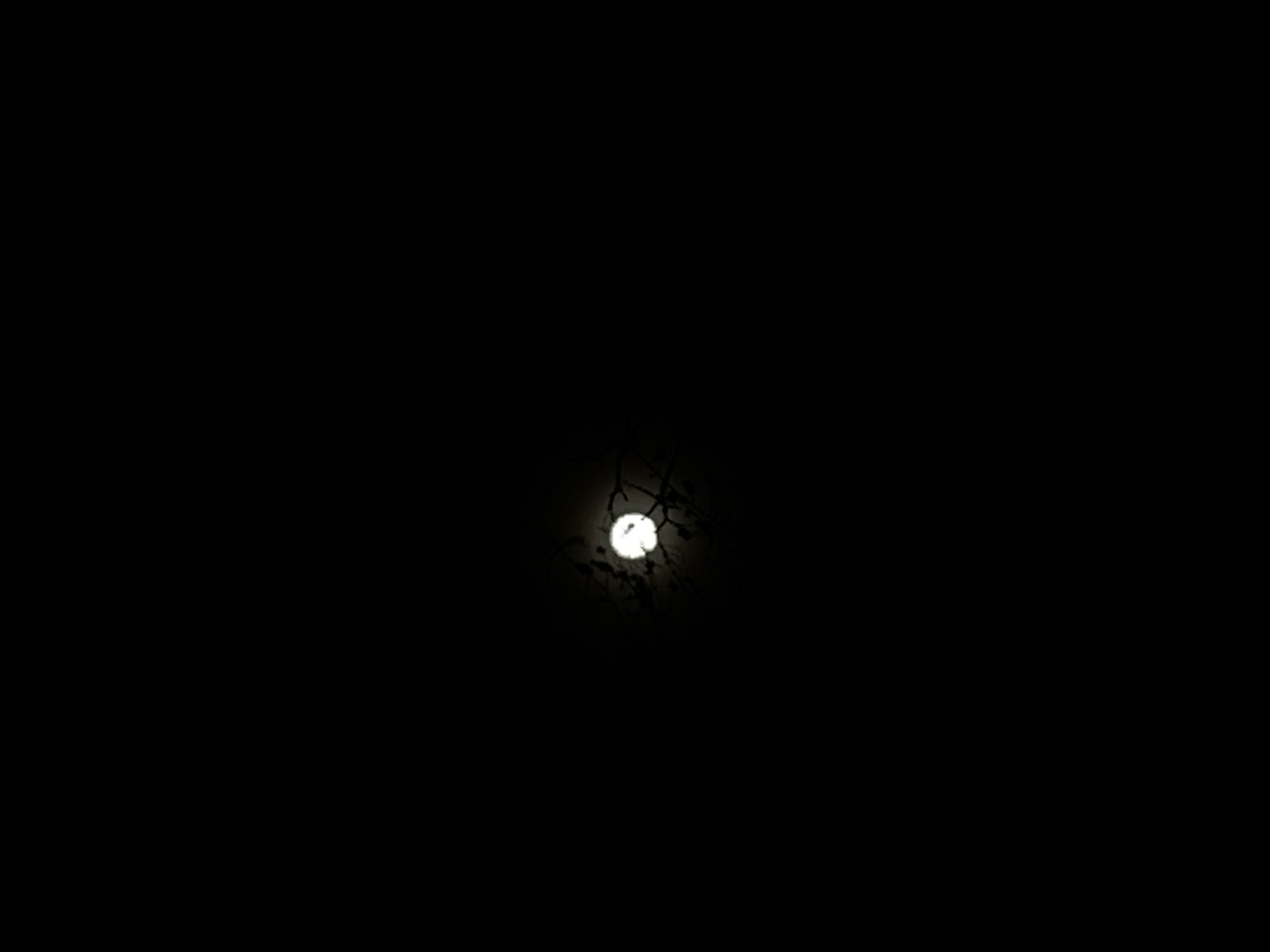 Moon observed through tree branches in Newburgh nighttime sky