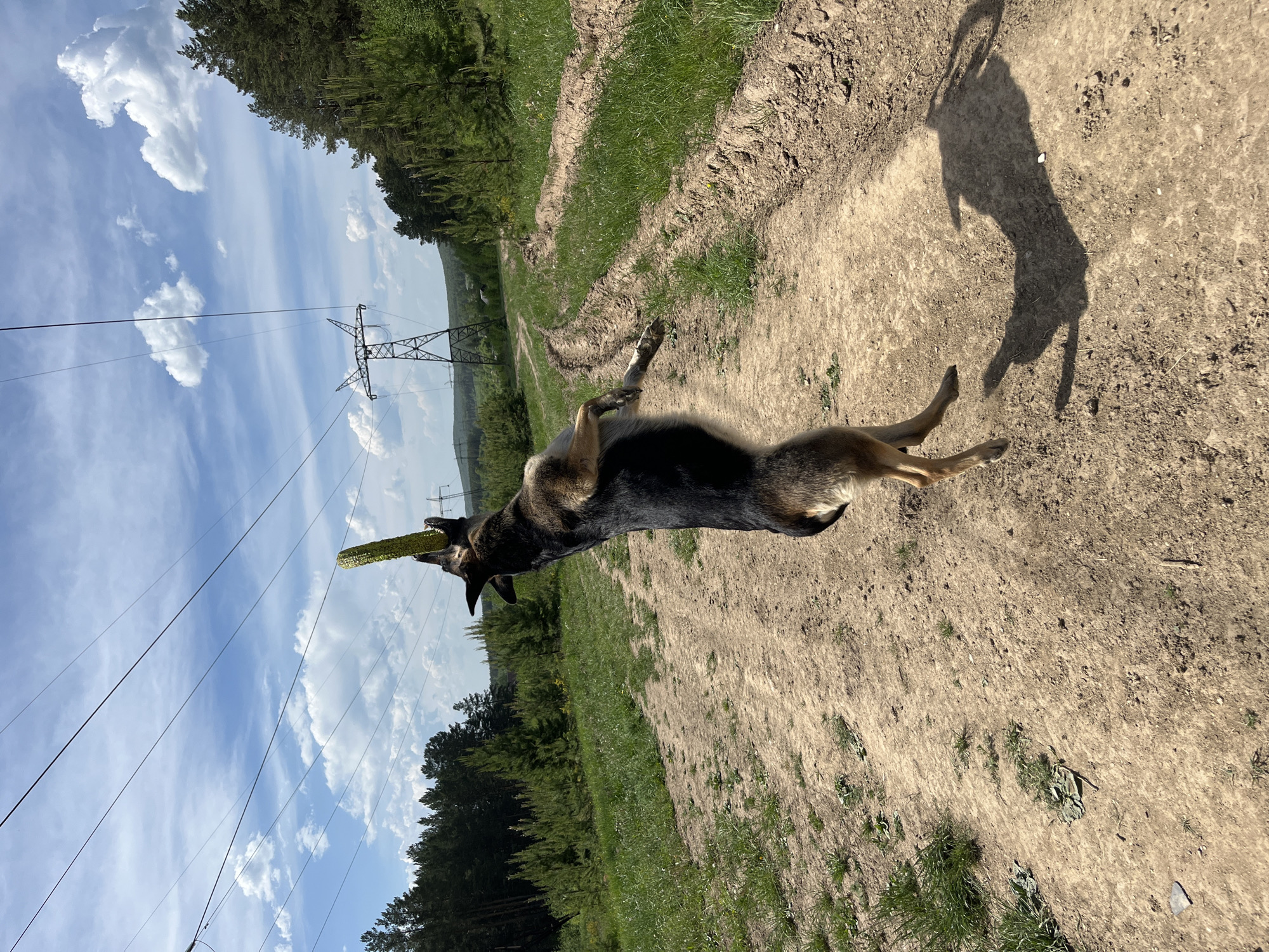 Dogs play in rural clearing near Nizhny Tagil, Russia