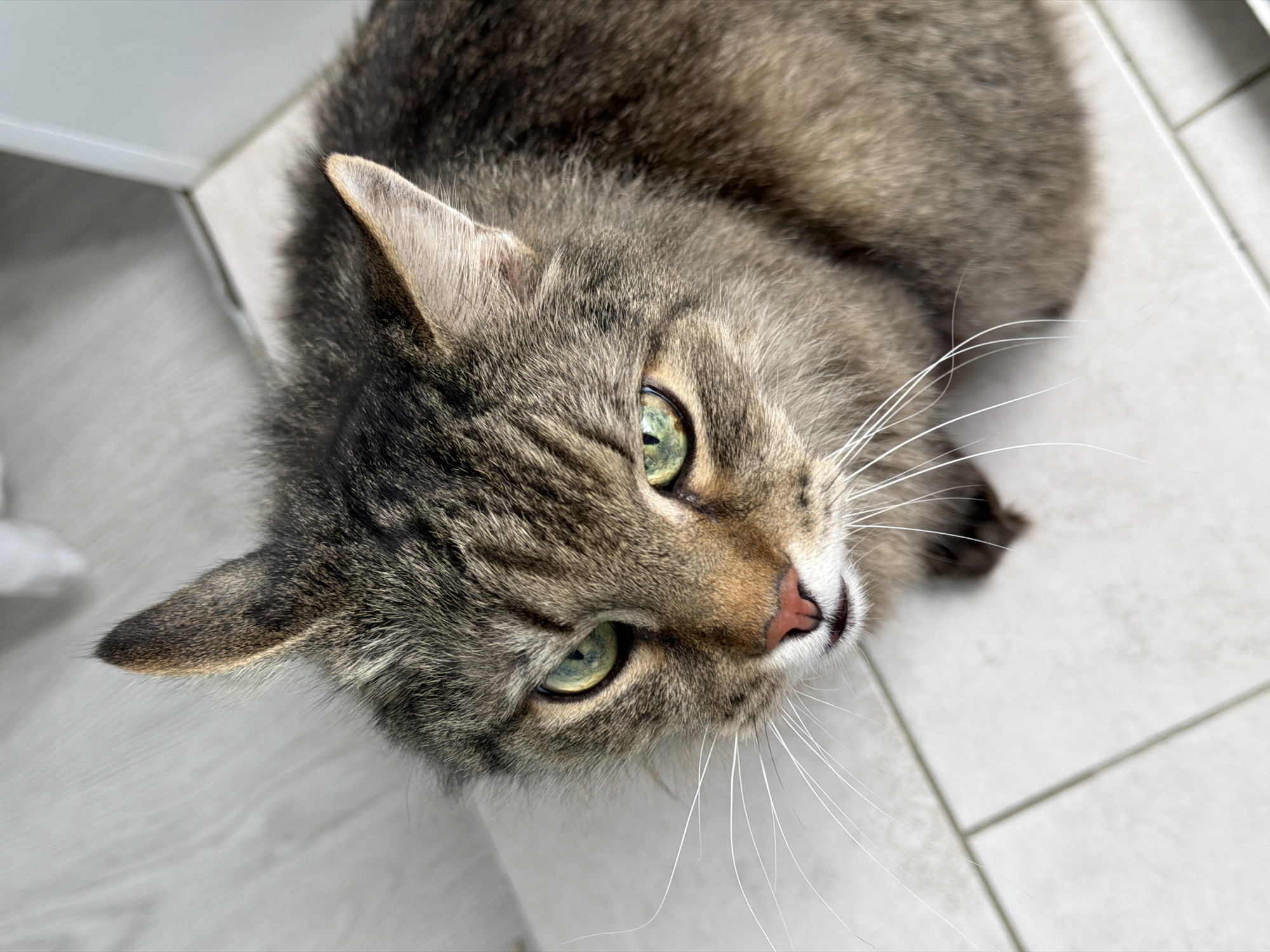 Morning moments with pet cat documented in Засечное apartment
