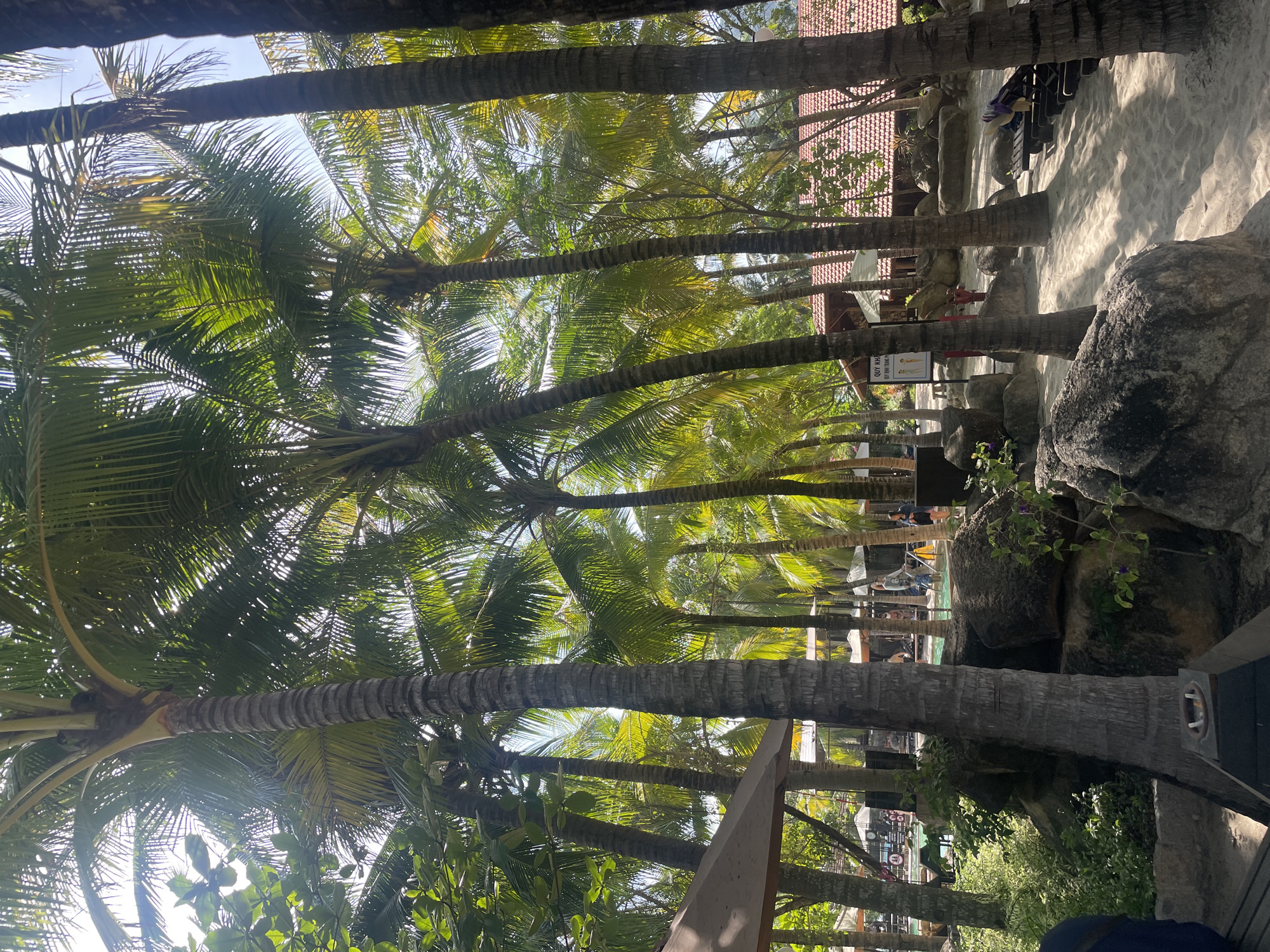 Tropical scenery documented across Nha Trang Vietnam morning