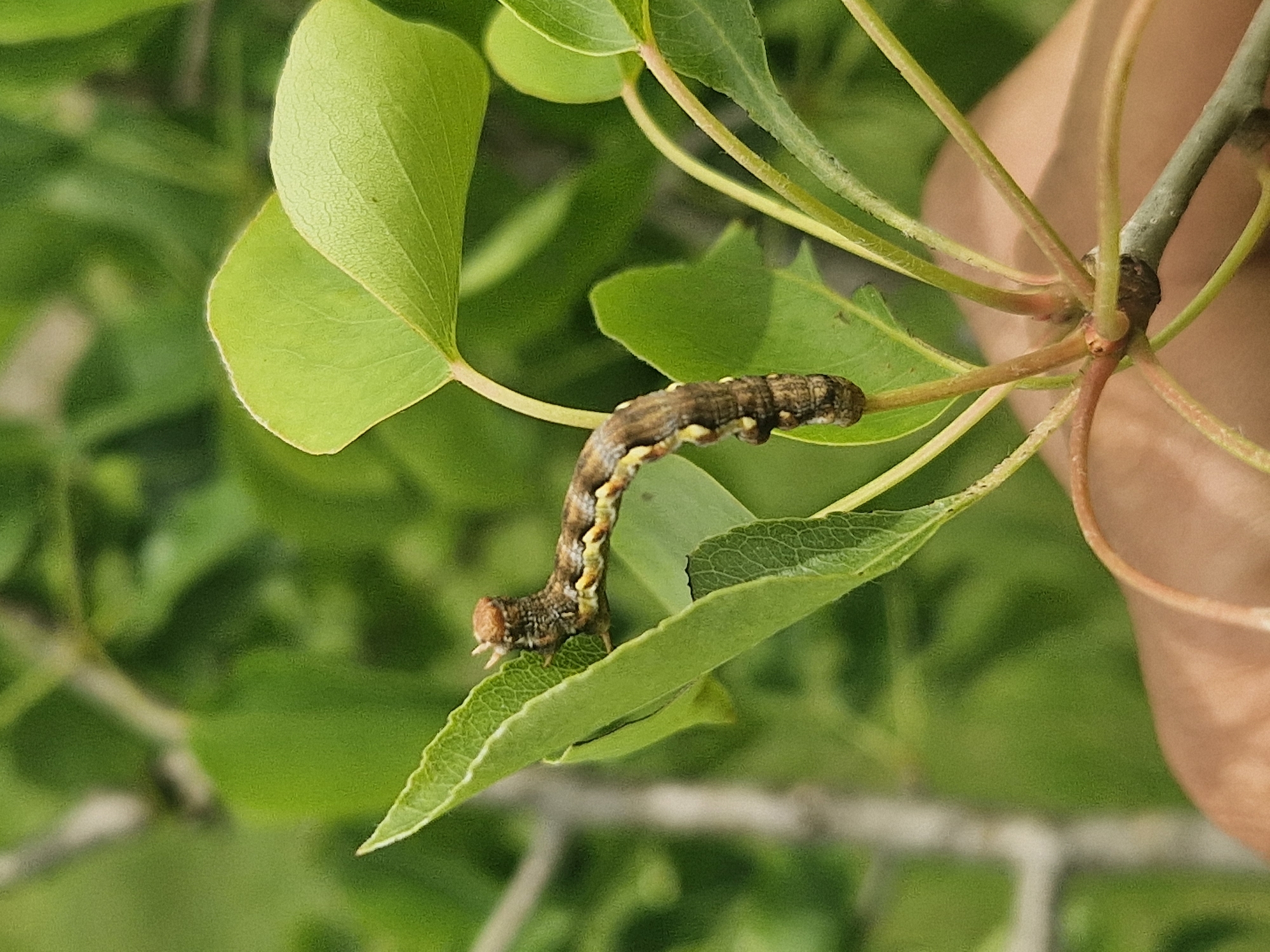 Caterpillar spotted on leaf edge in Resen, Bulgaria