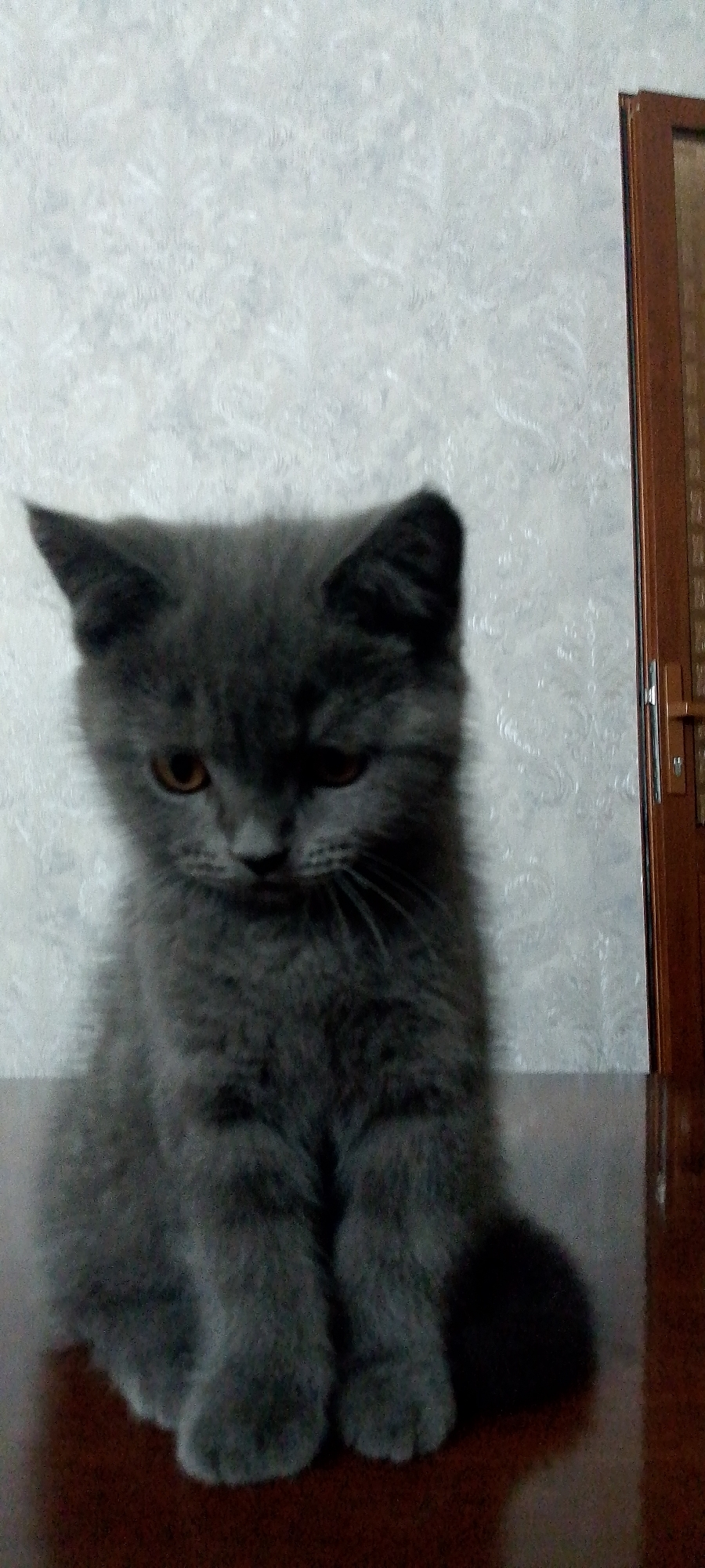 Gray kitten poses on a dark surface in Kokand City