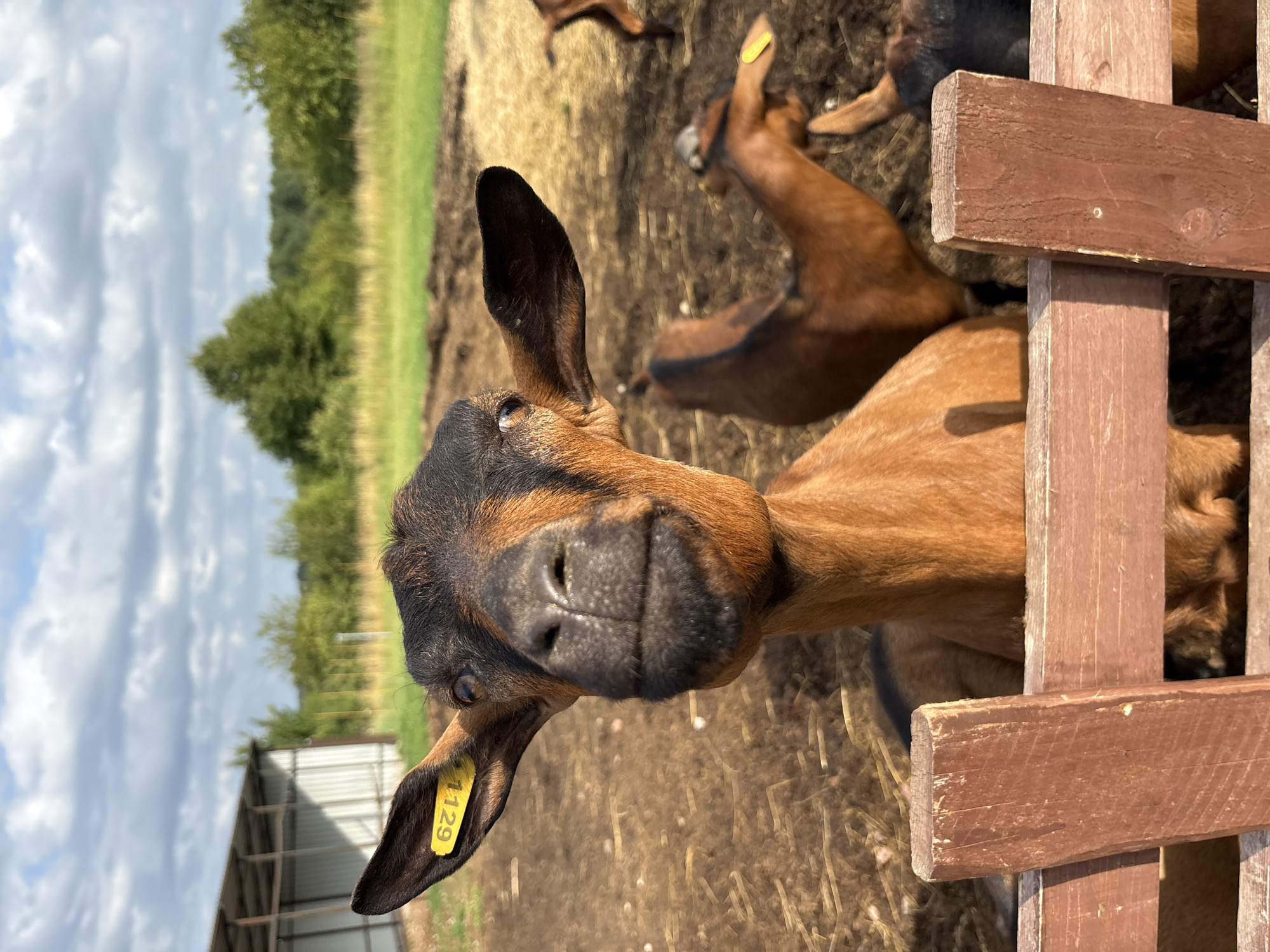 Tagged goats at a rural farm enclosure in Gor'kovskoe