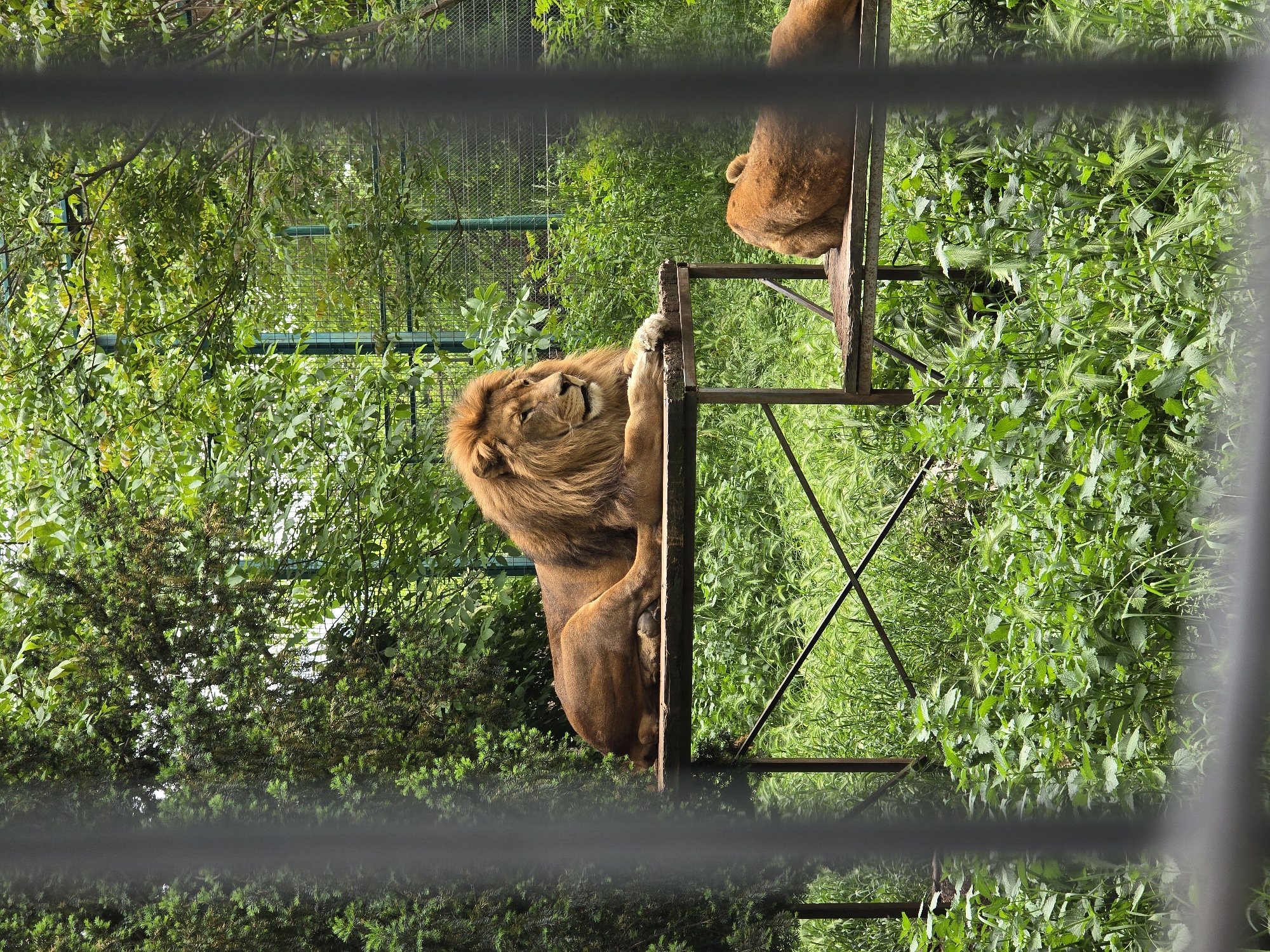 Zoo animals observed during morning hours at unknown facility