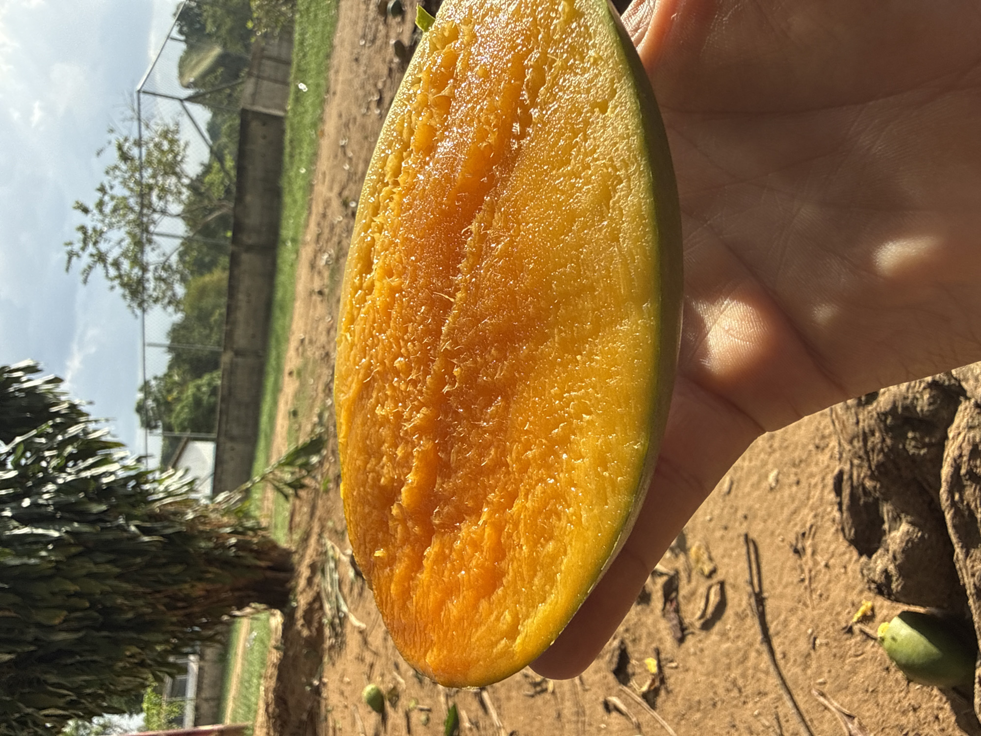 Person displays fresh mango half in Venezuelan countryside
