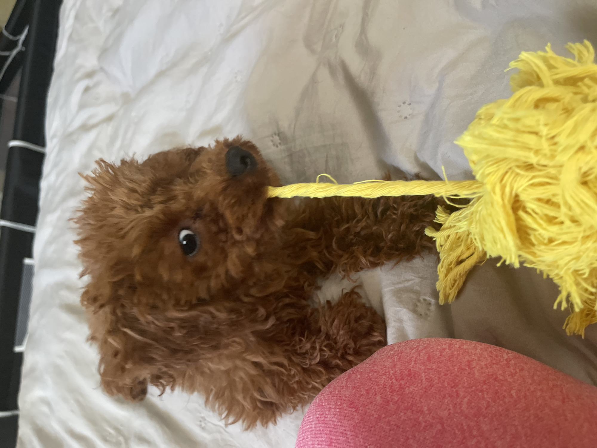 Small brown puppy plays on bedding in Sofia