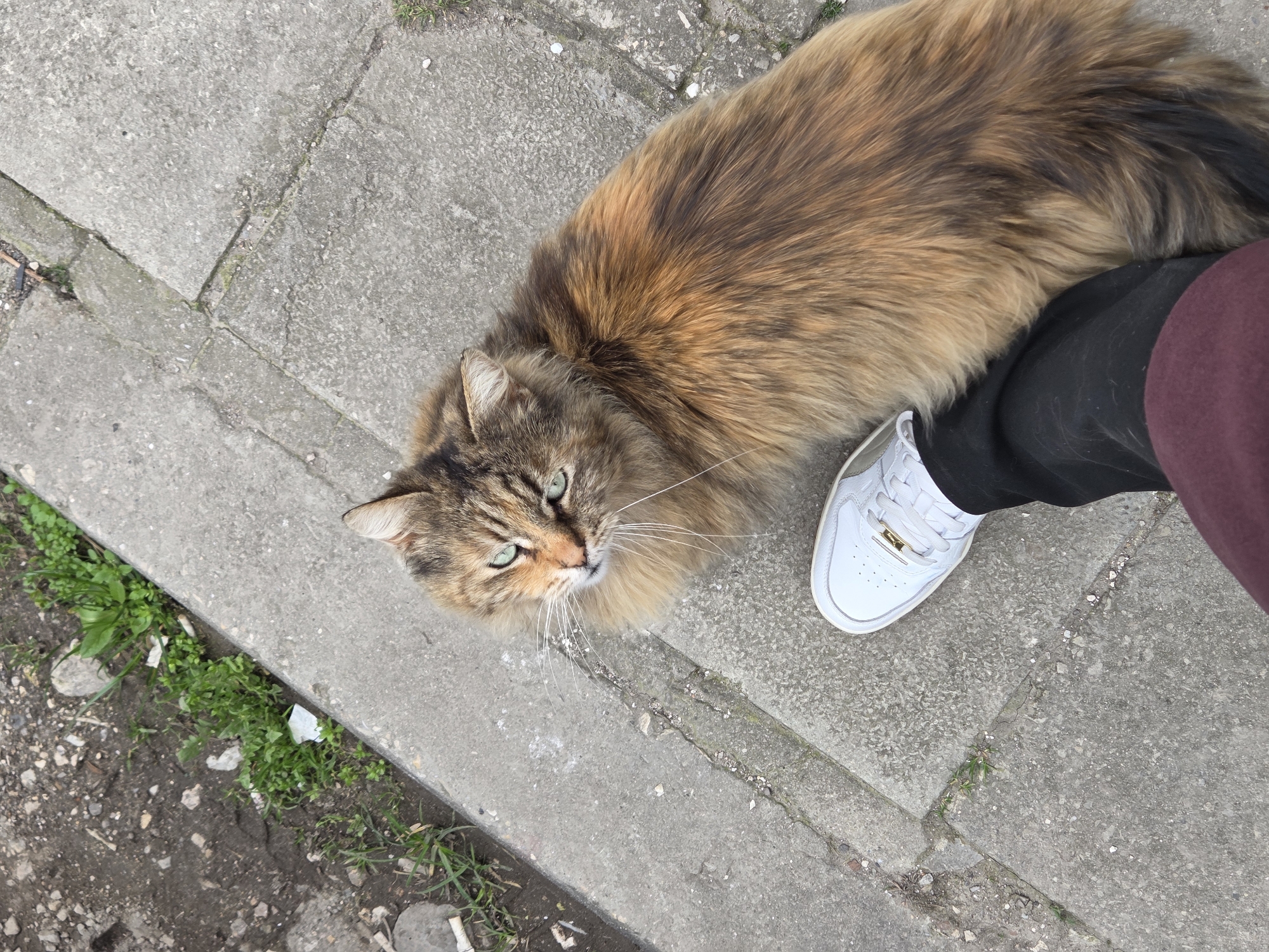 Street cats and nail salon activities documented in Varna
