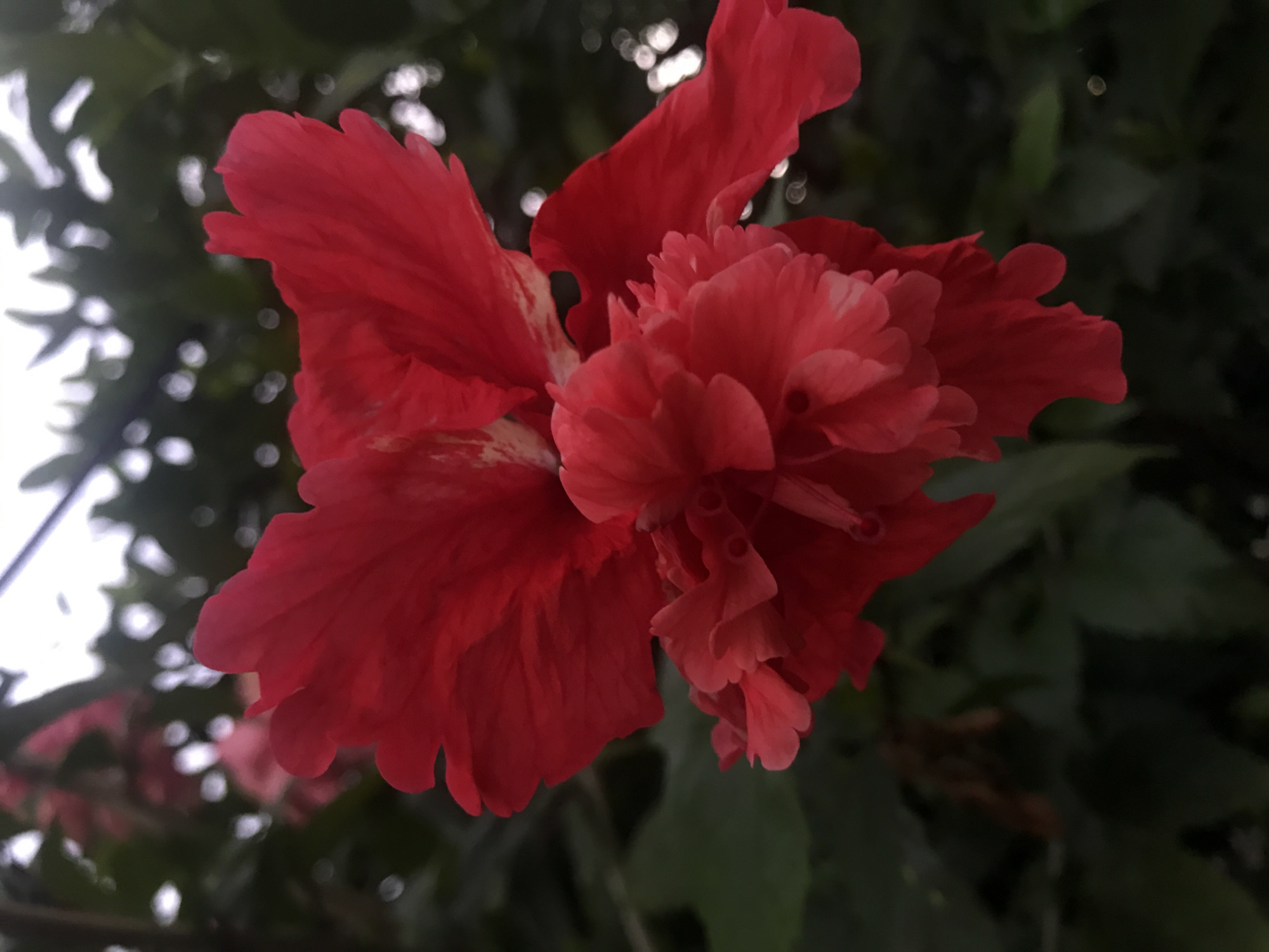 Tropical flower photography session in Baan Mae Nam at dusk