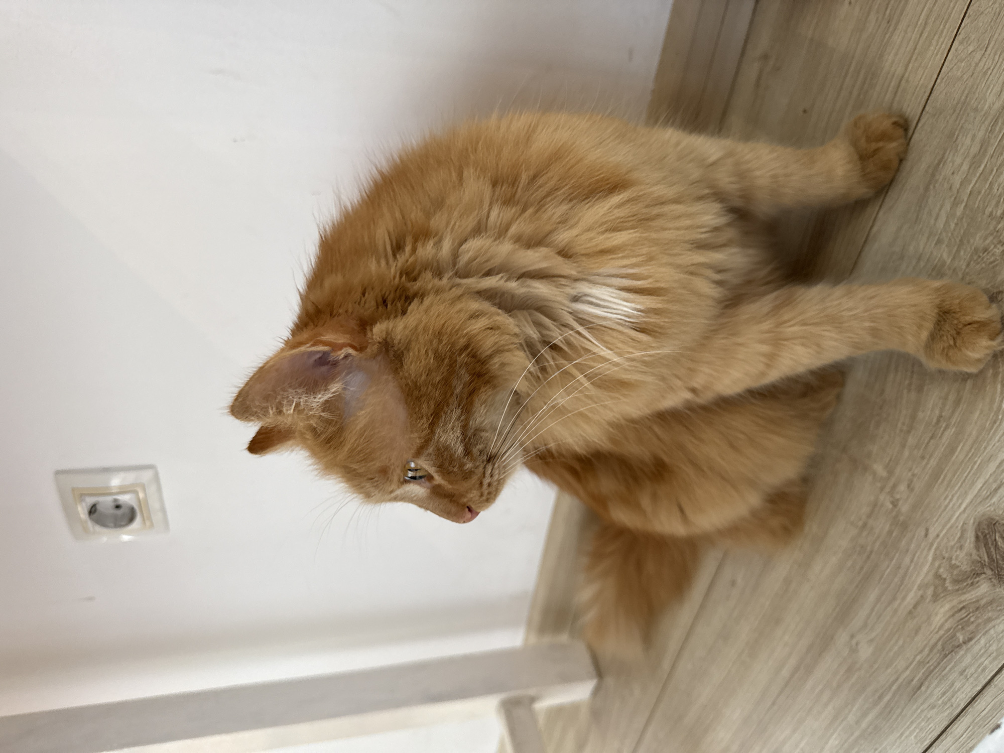 Quiet pet moments captured in Bulgarian town