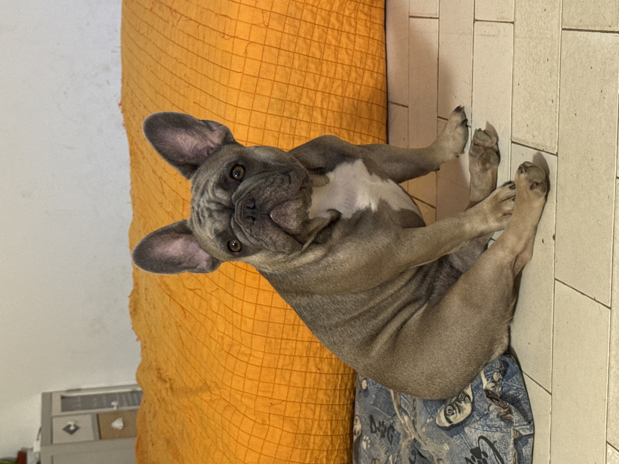 French Bulldogs at home in San Benedetto del Tronto