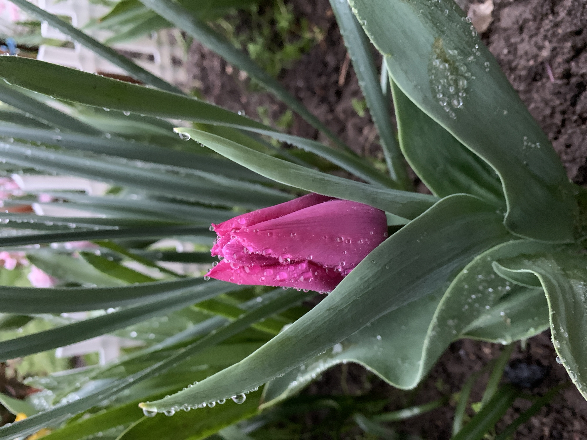 Rain-soaked tulip buds bloom in Bulgarian garden