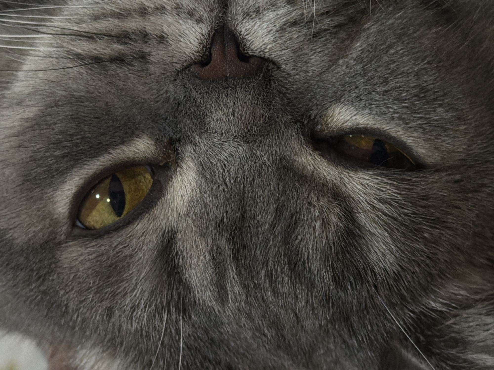 Gray cat photographed resting on patterned bedding in Perm