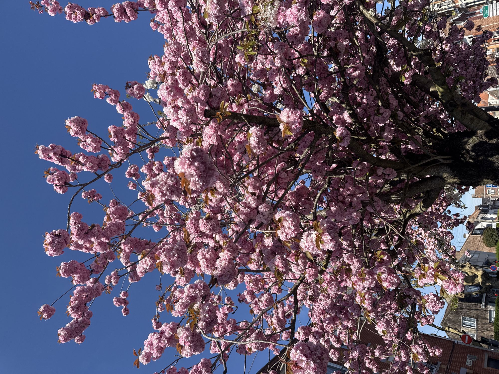 Spring blossoms photographed in Wattrelos, France