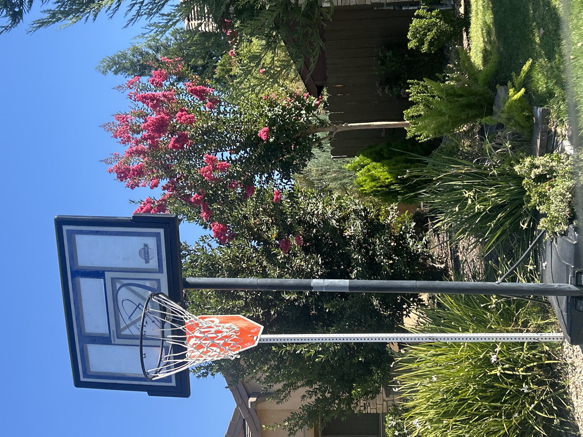 Suburban Roseville streets and backyards on a sunny day