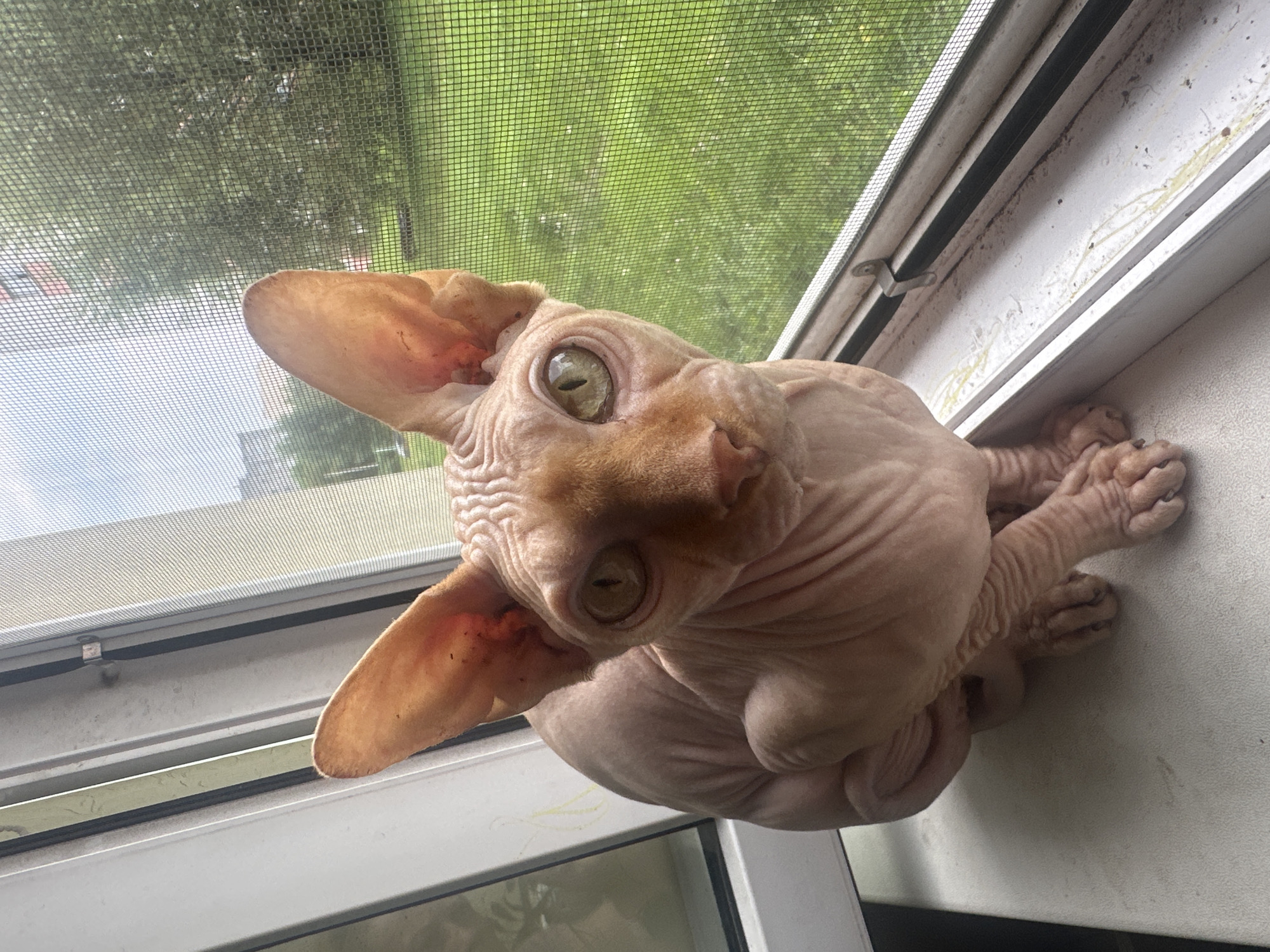 Sphynx cat and houseplants fill a Maladzyechna apartment morning