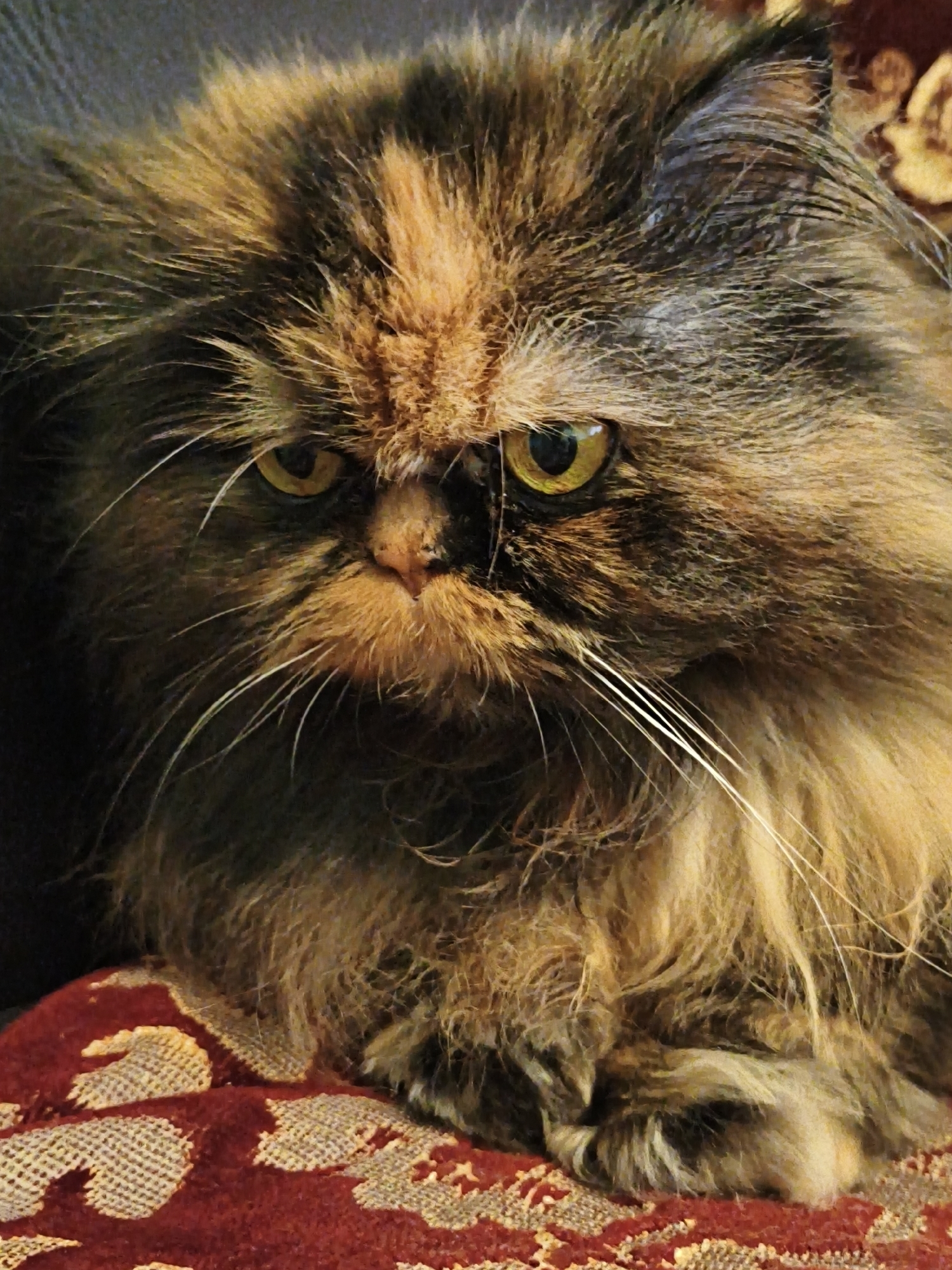 Tortoiseshell Persian cat dominates a casual home photo session