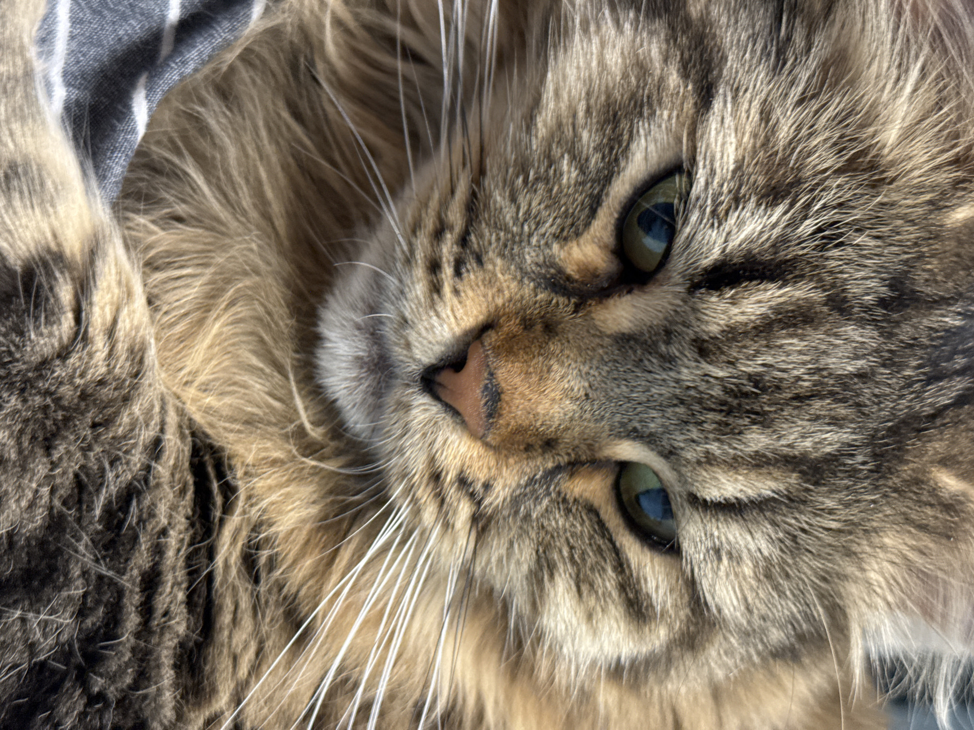 Morning routine with pet cat documented in Izhevsk bedroom