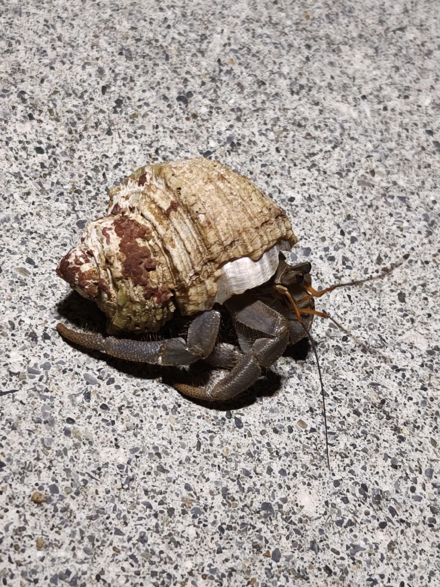 Hermit crab resting on pebbled surface in Miyakojima