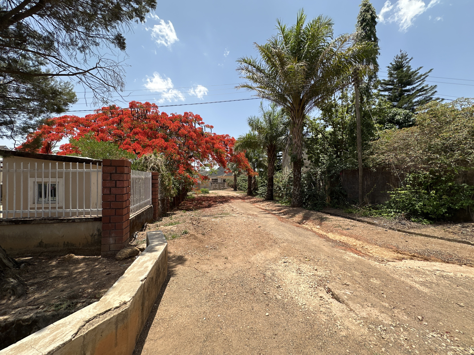 Dusty road lined with flowering trees observed in Jos