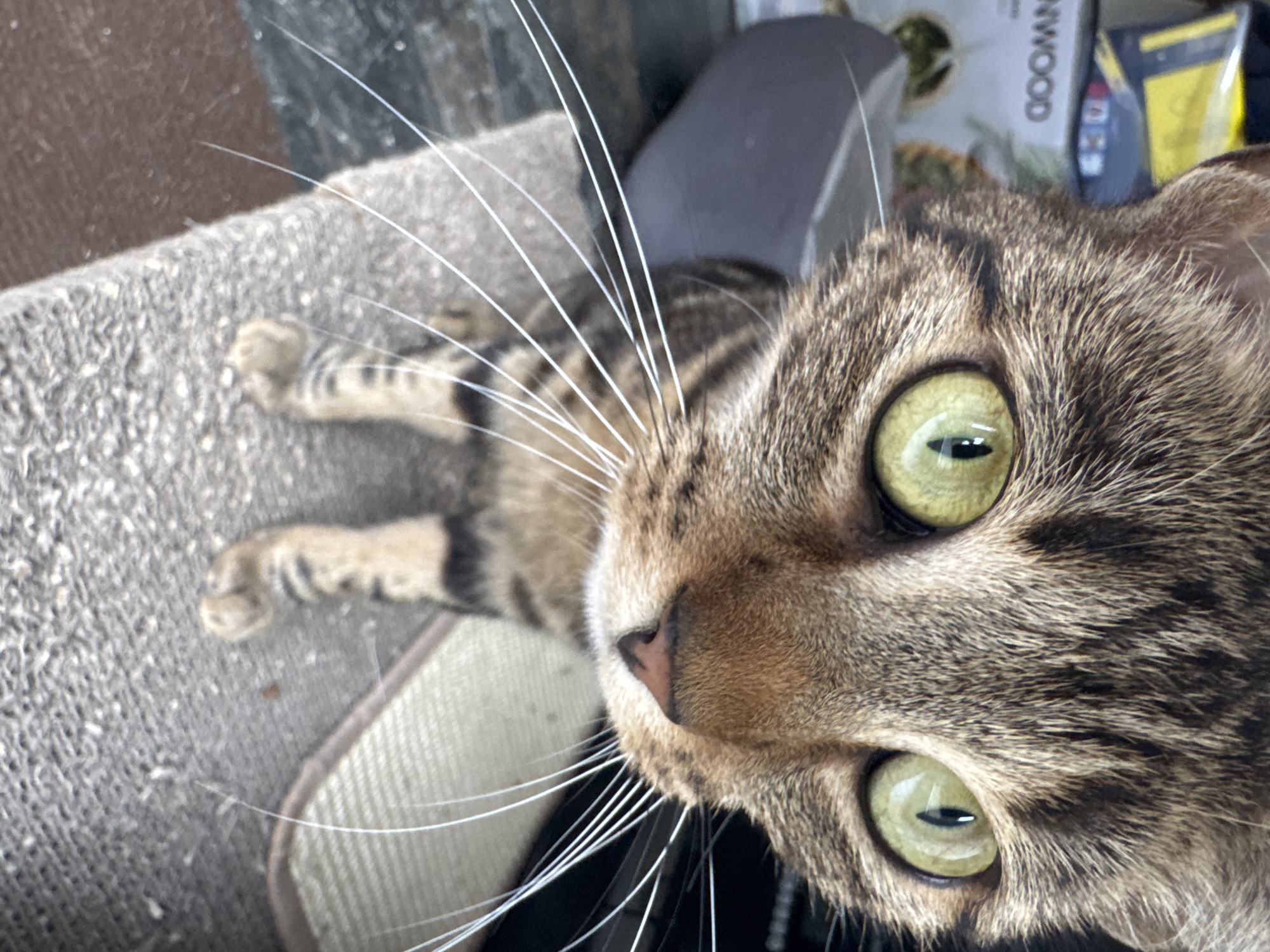 Two cats spotted resting in Desborough homes Thursday morning