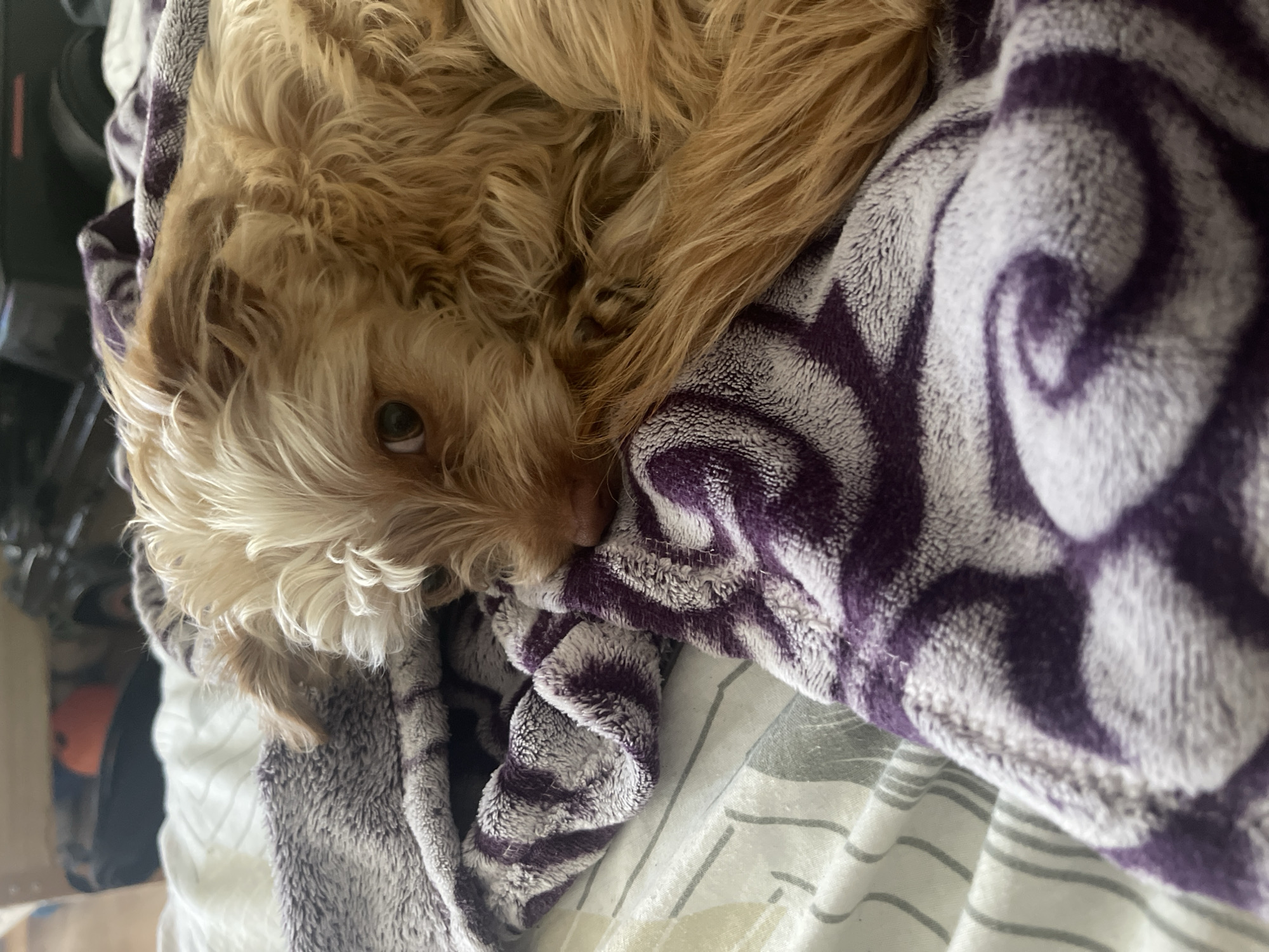 Dog napping on a blanket, unusual circular device nearby