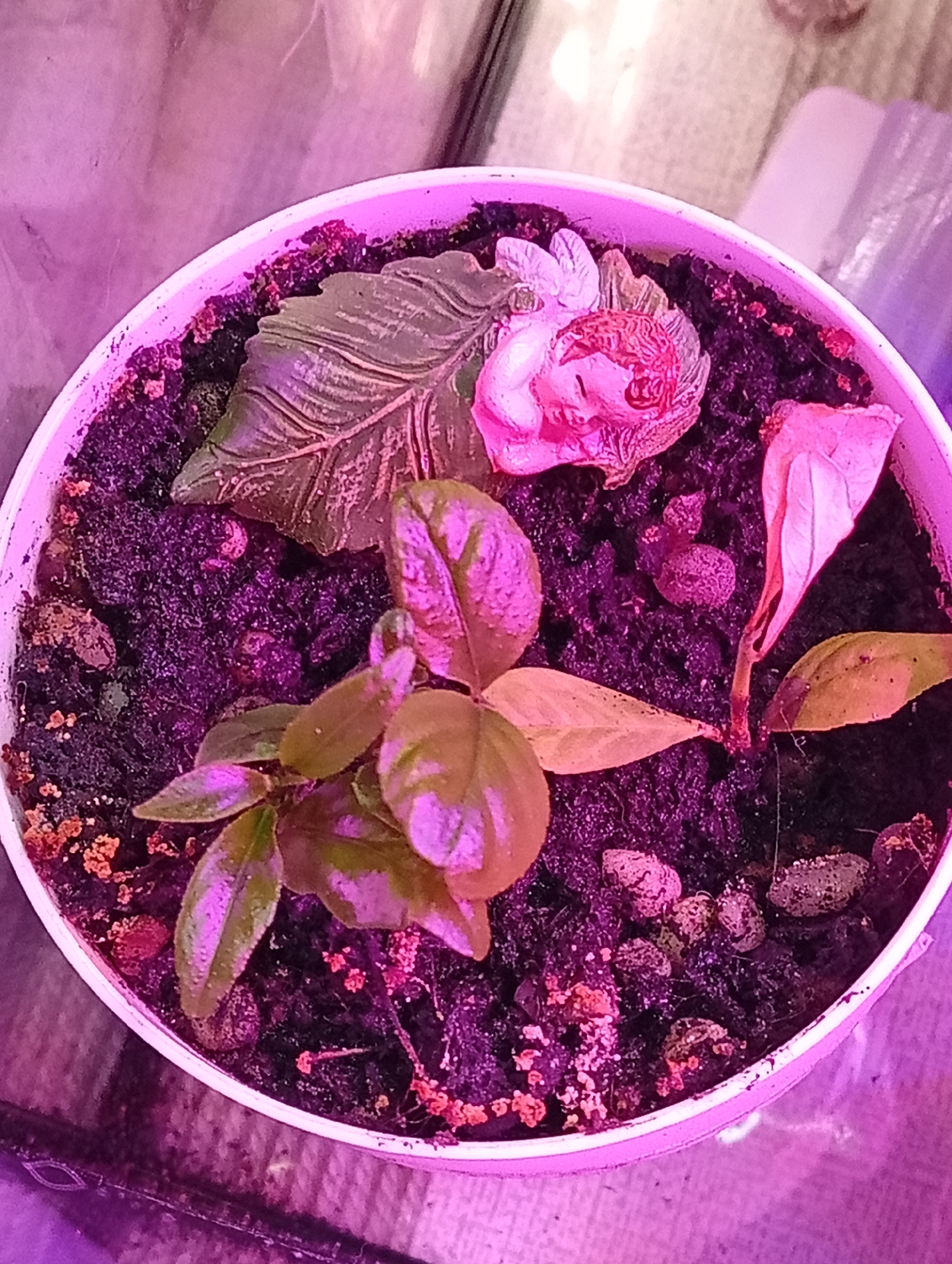 Indoor gardener tends decorated plant collection with figurines