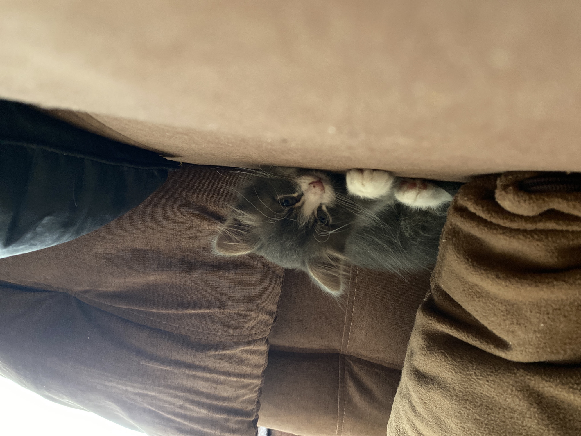 Curious kitten spotted hiding in furniture gap in Russia