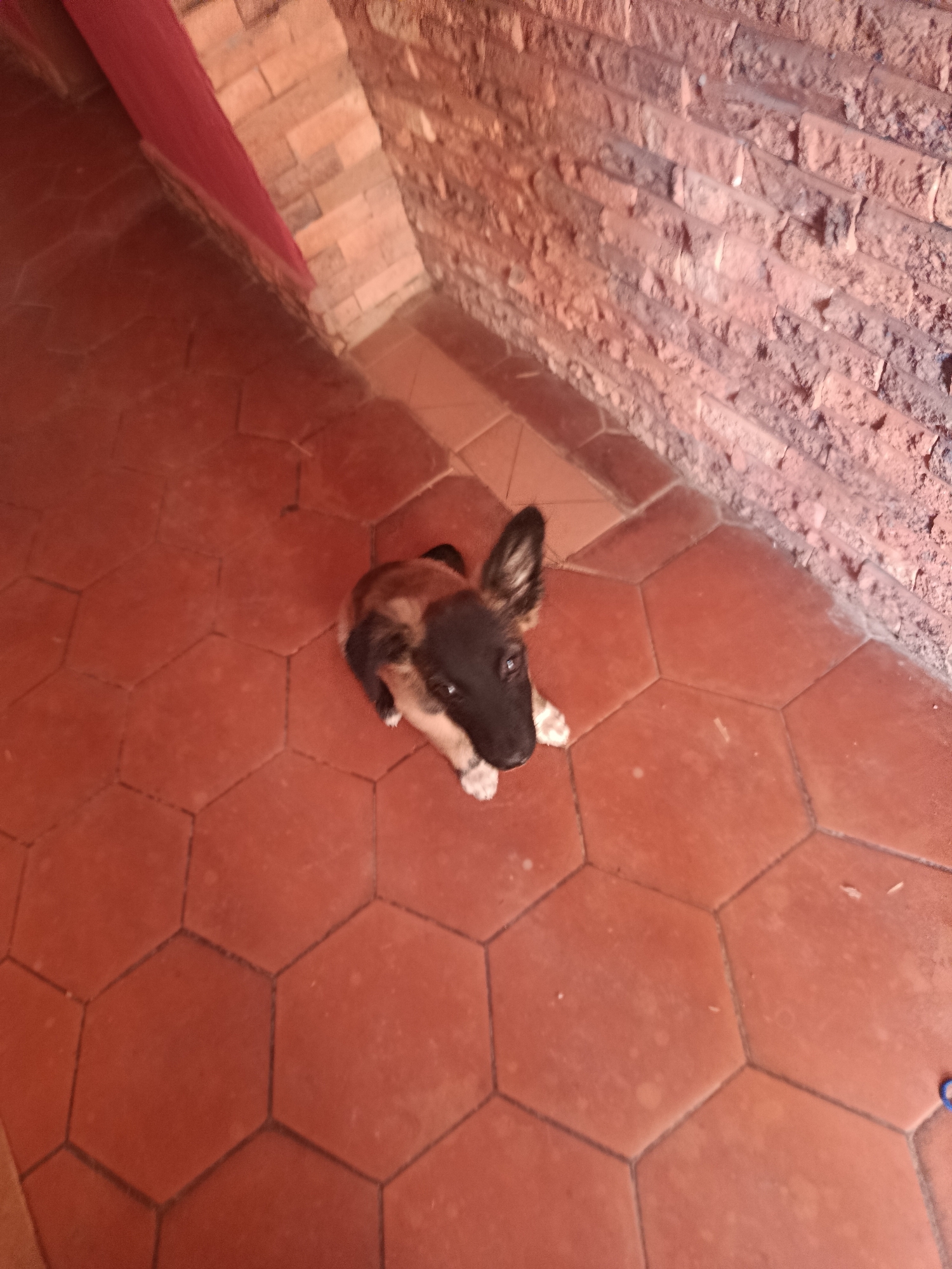 German Shepherd puppy photographed indoors in Juan Griego, Venezuela