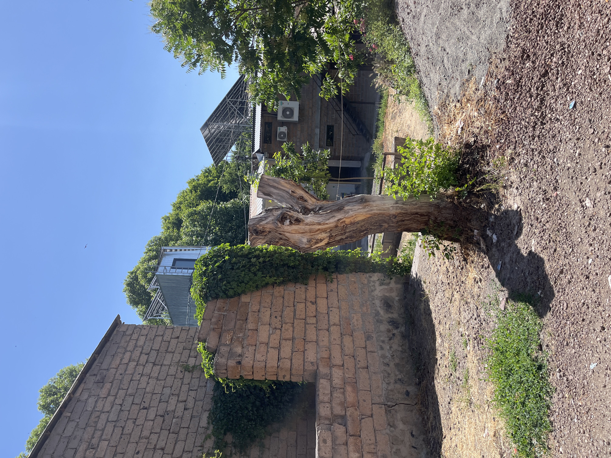 Old tree stump with new growth, Yeghegnadzor, Armenia