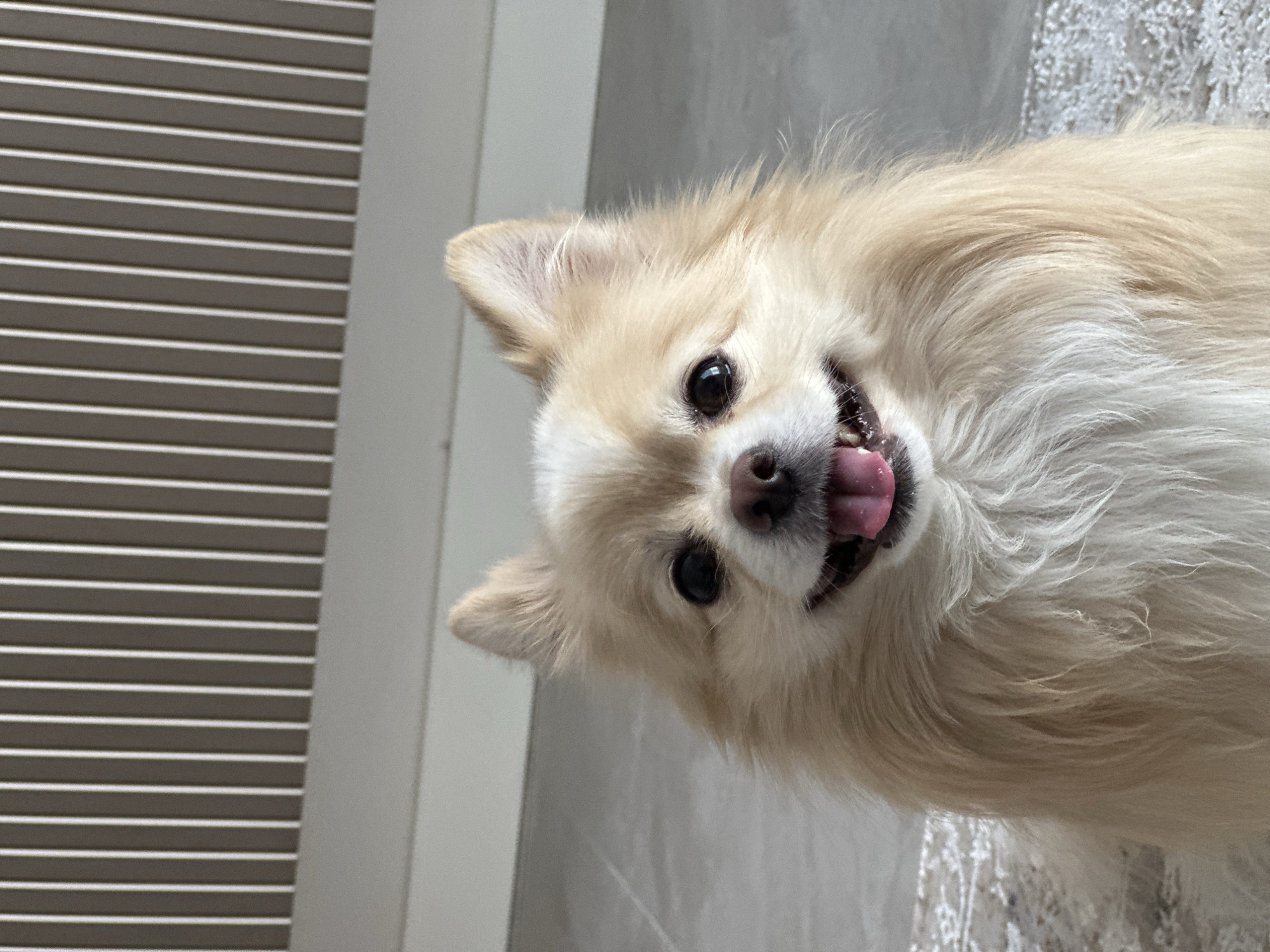 Casual apartment snapshots with a Pomeranian, Kyiv