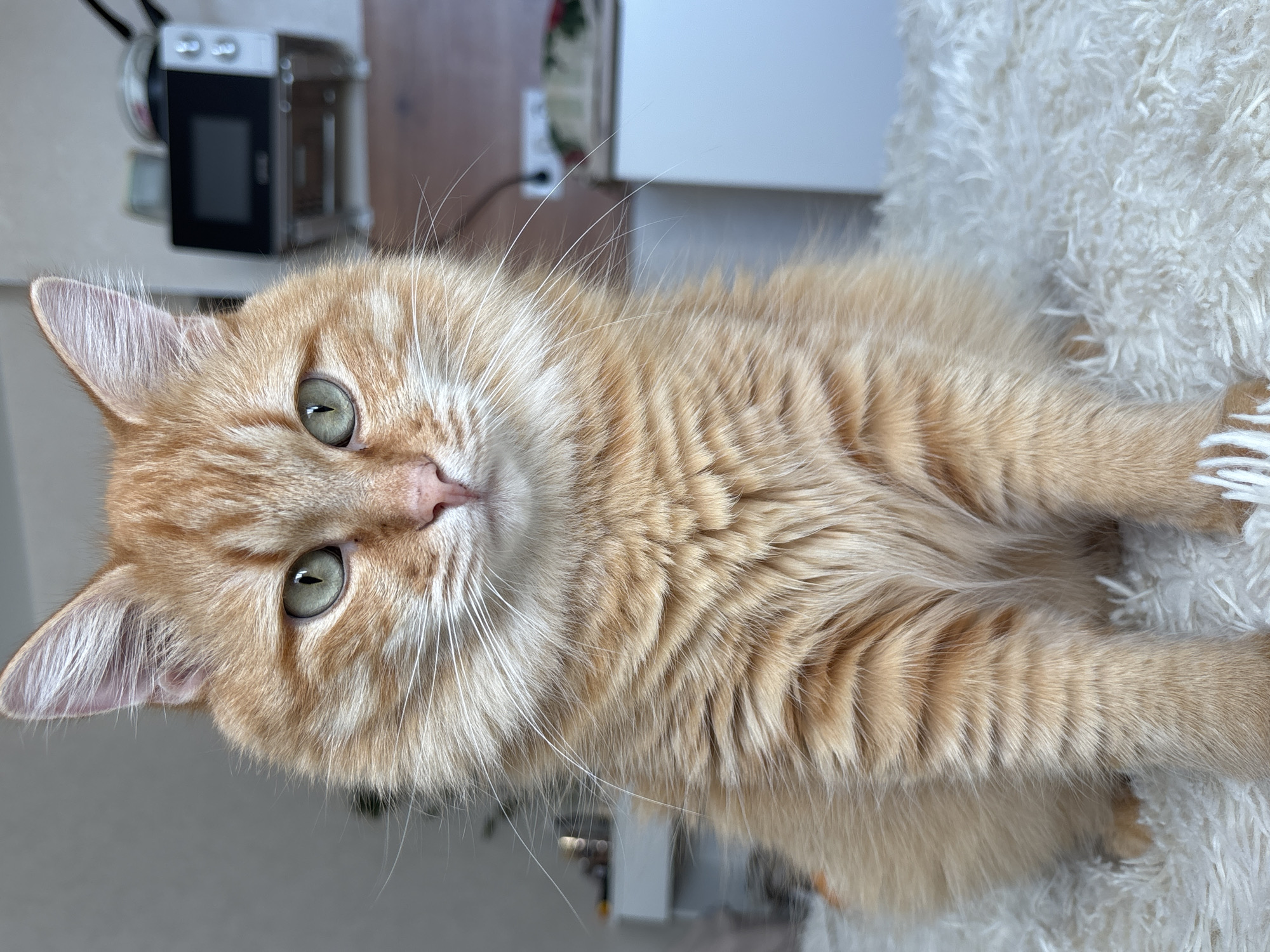 Orange tabby cat with striking green eyes, Krasnodar